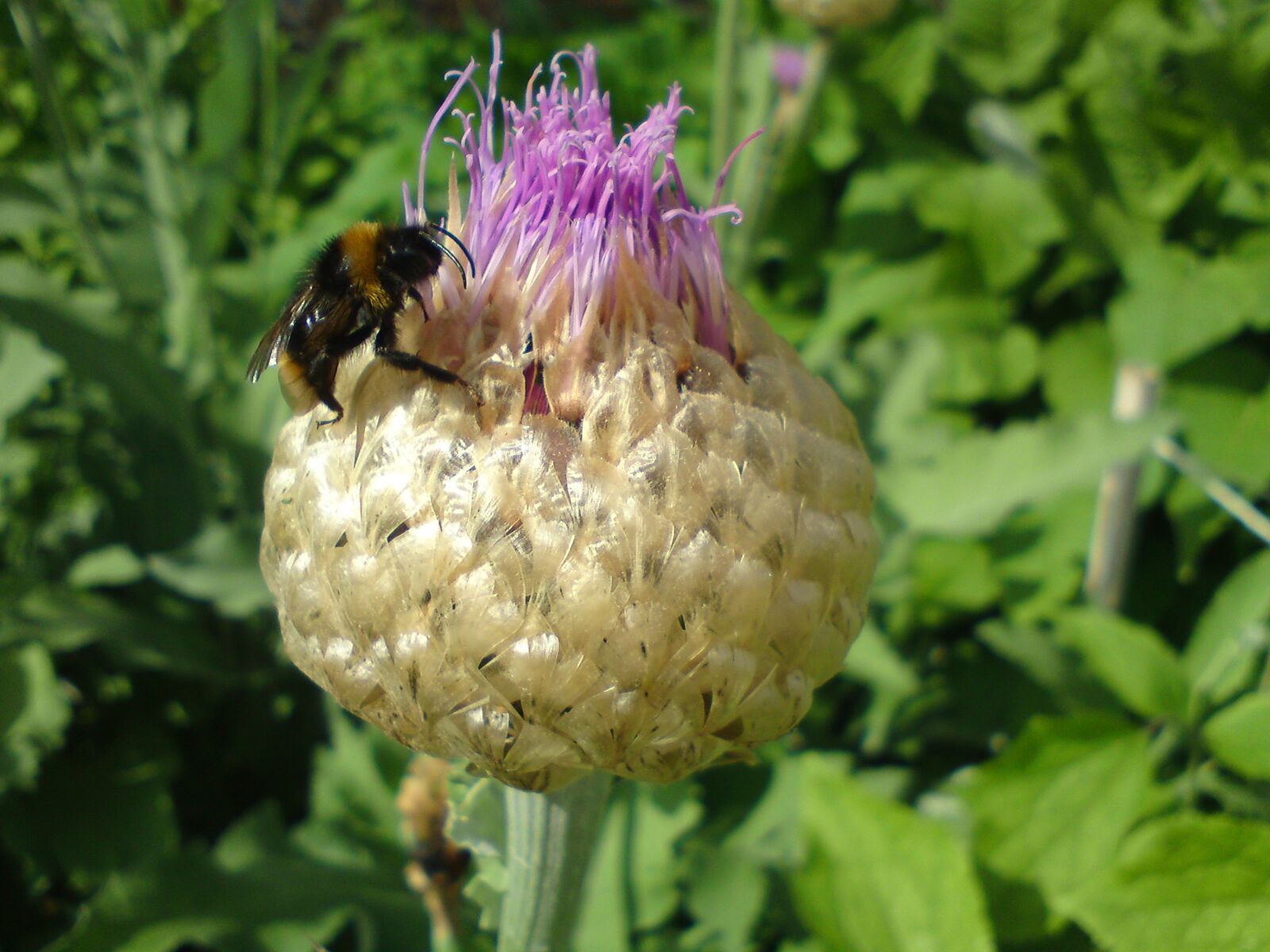 Sony Ericsson W995 sample photo. Thistle, bee, insect photography