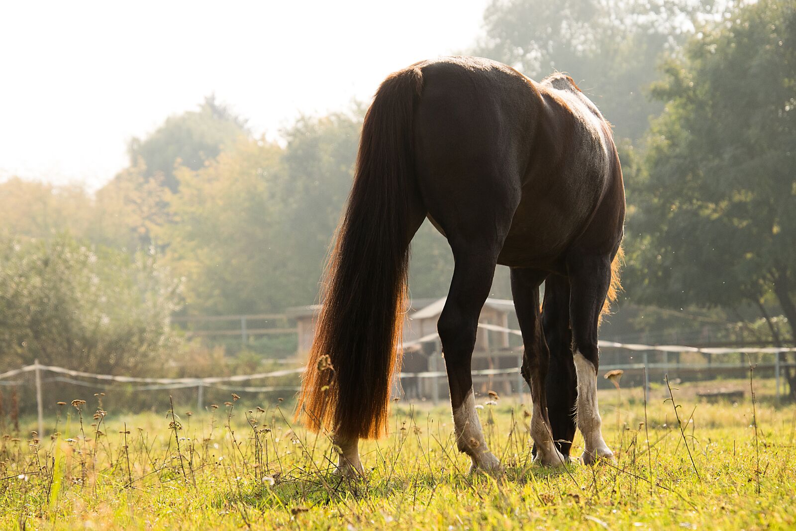 Nikon D3300 sample photo. Horse, graze, eat photography