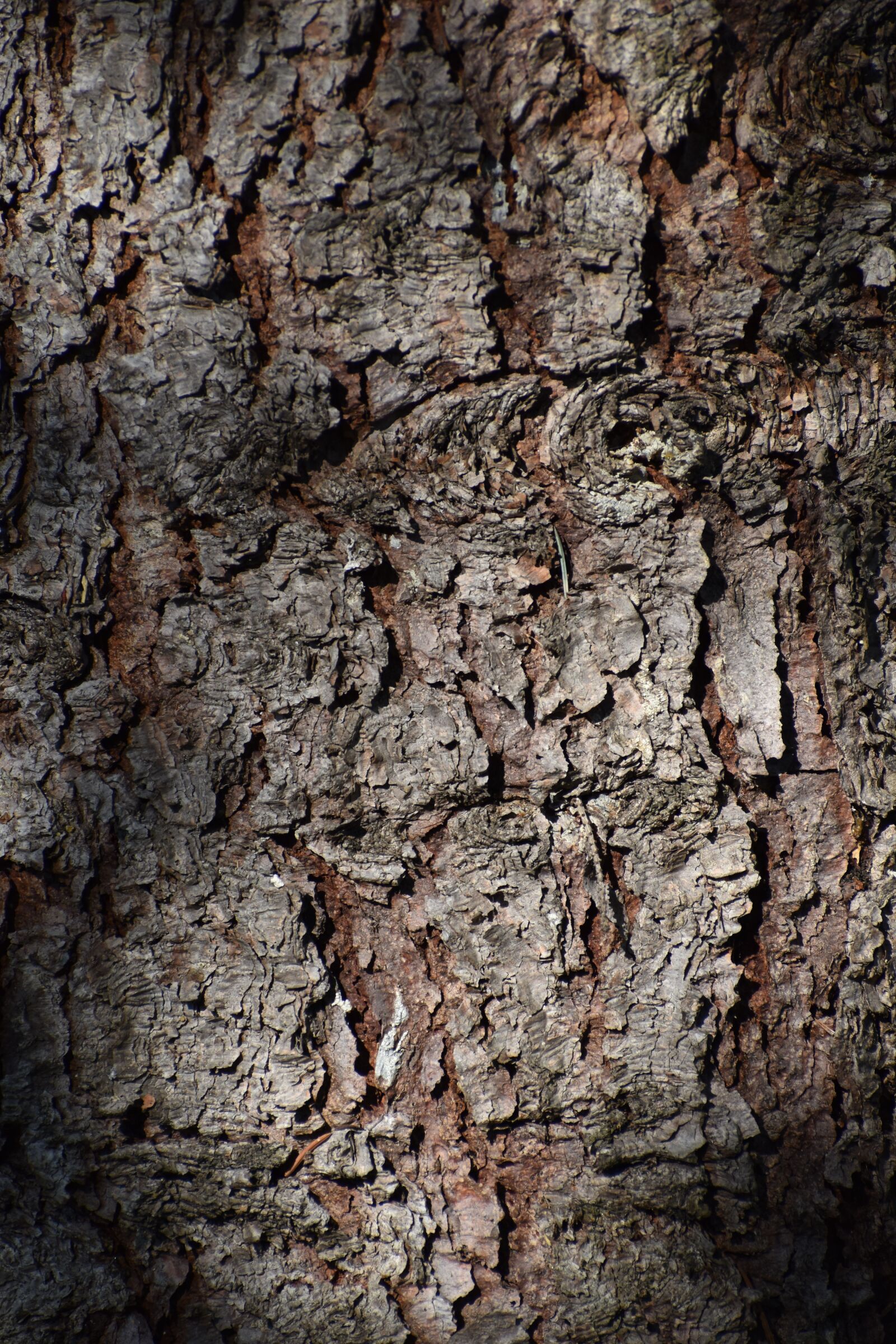 Nikon D3500 sample photo. Tree, bark, brown photography