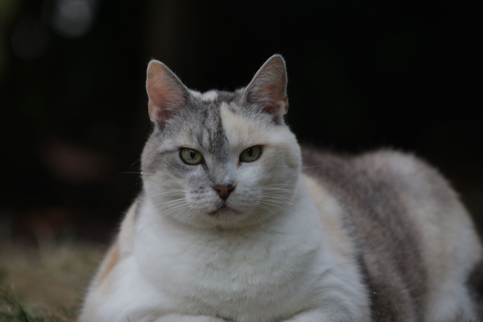 Canon EOS 40D sample photo. Cat, pet, three coloured photography