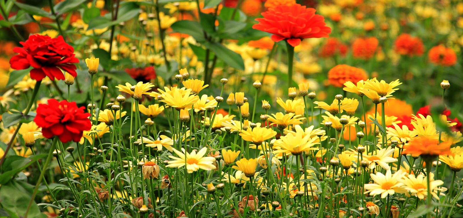 Canon EOS 550D (EOS Rebel T2i / EOS Kiss X4) sample photo. Flowers, blumenmix, colorful photography