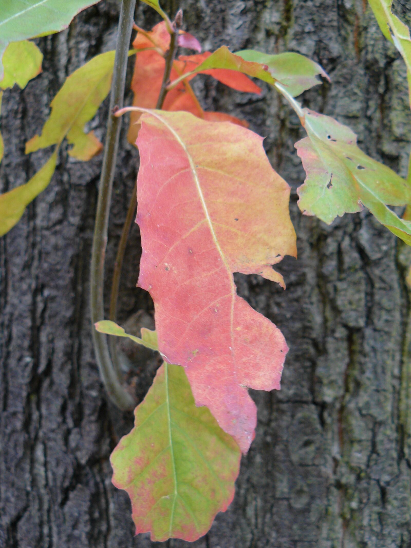 Panasonic DMC-FZ8 sample photo. Leaves, autumn, nature photography
