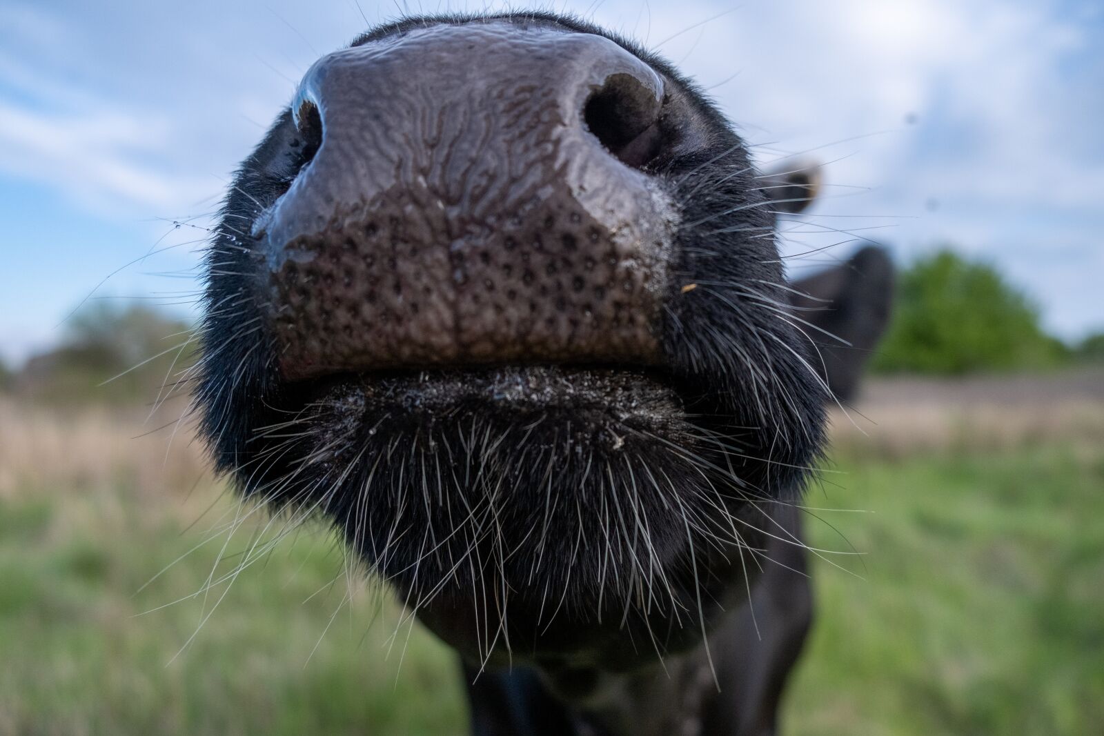 Fujifilm X-T3 + Fujifilm XF 18-55mm F2.8-4 R LM OIS sample photo. Cow, close, macro photography