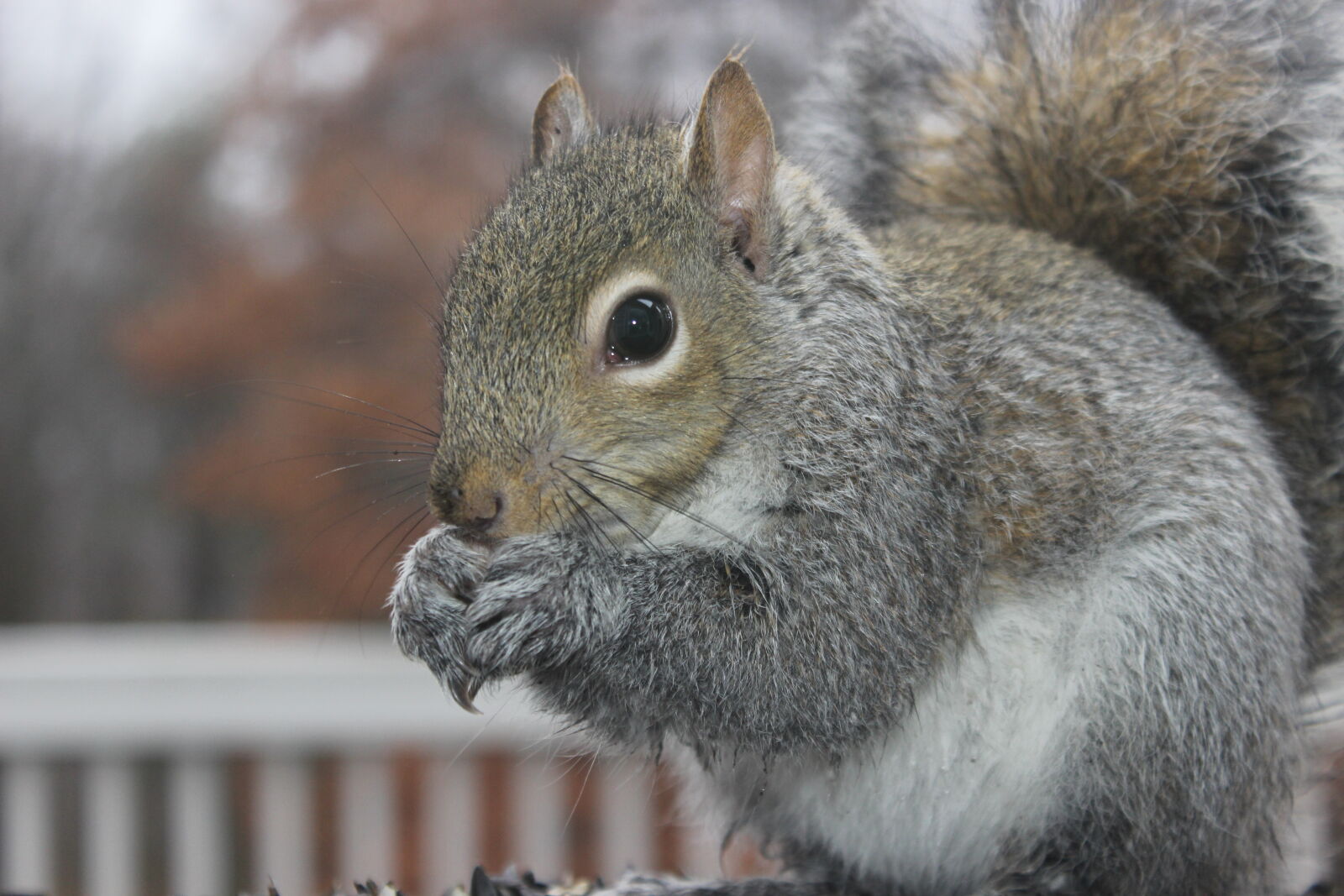 Canon EOS 600D (Rebel EOS T3i / EOS Kiss X5) sample photo. Nature, animal, grey, outdoor photography