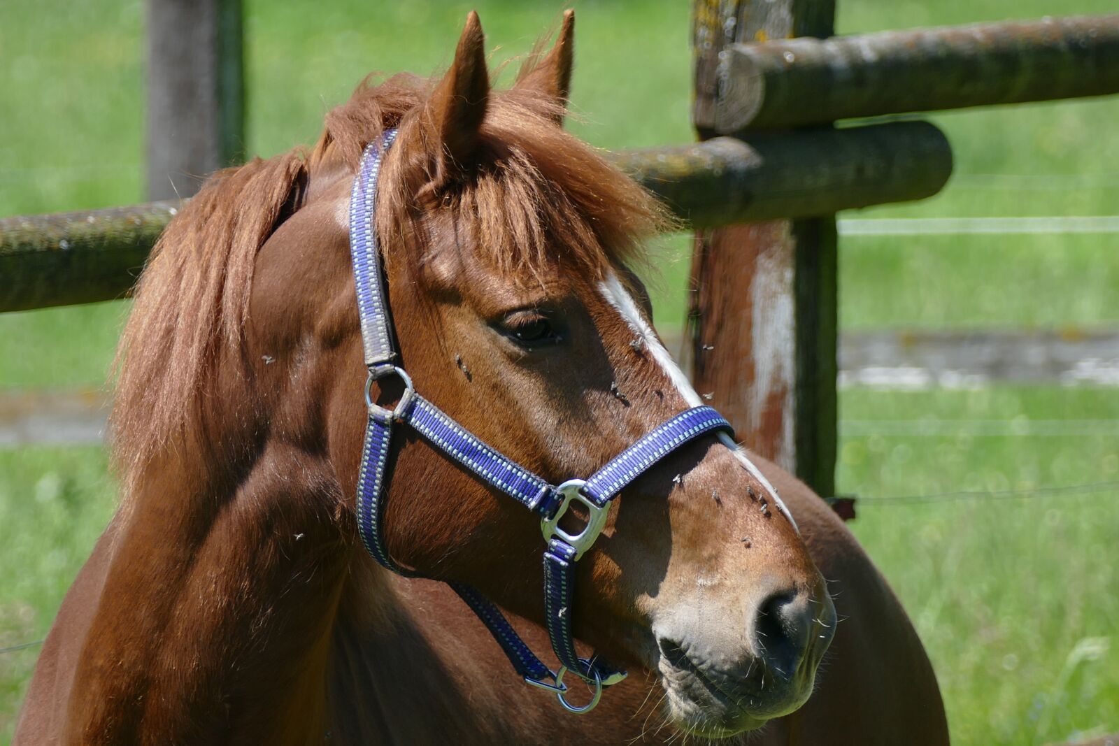 Panasonic Lumix DMC-FZ1000 sample photo. Horse, fuchs, mare photography