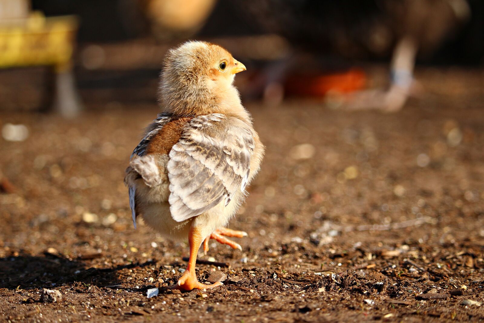 Canon EF-S 55-250mm F4-5.6 IS STM sample photo. Chicks, chicken, bird photography