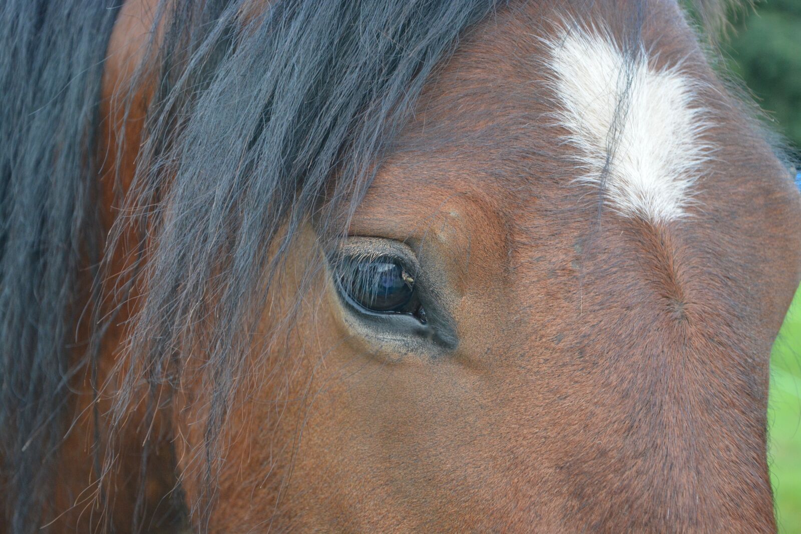 Nikon D5200 sample photo. Horse, eye, horse eye photography
