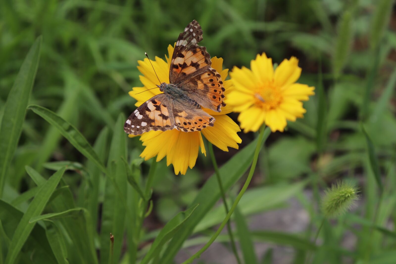 Canon EOS 200D (EOS Rebel SL2 / EOS Kiss X9) sample photo. Flower, yellow, spring photography