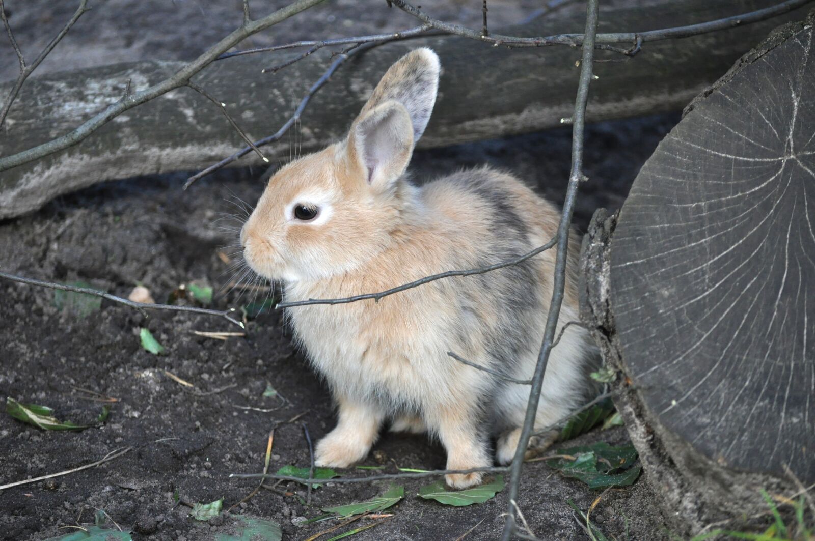 Nikon D5000 sample photo. Rabbit, rodent, animal photography