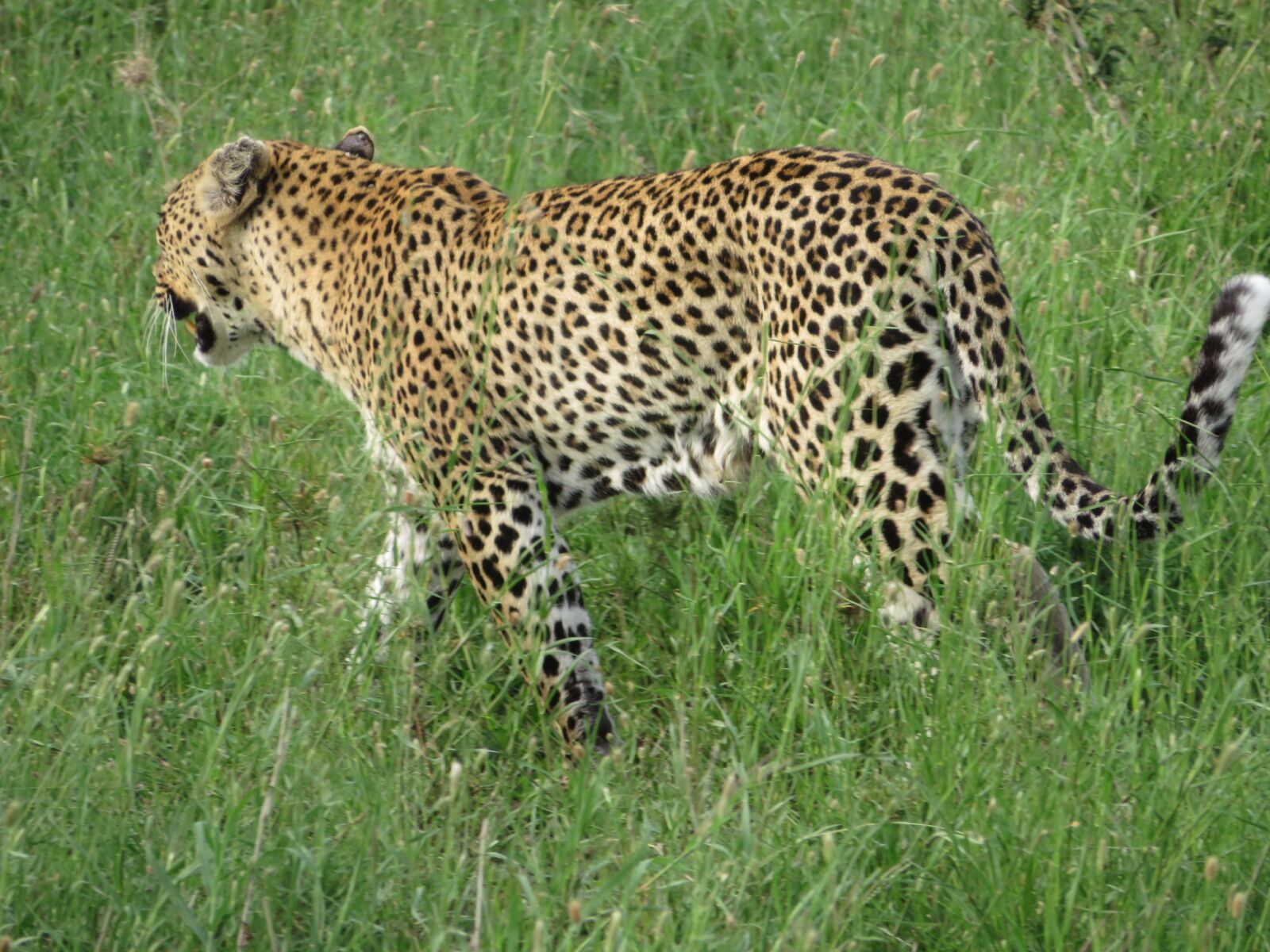 Canon PowerShot SX720 HS sample photo. Leopard, feline, wild photography
