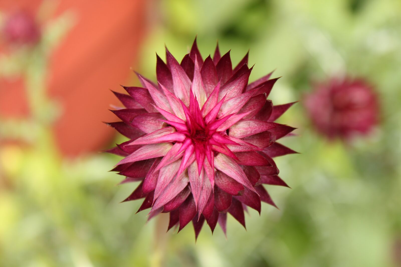 Canon EOS 500D (EOS Rebel T1i / EOS Kiss X3) sample photo. Flower, garden, summer photography
