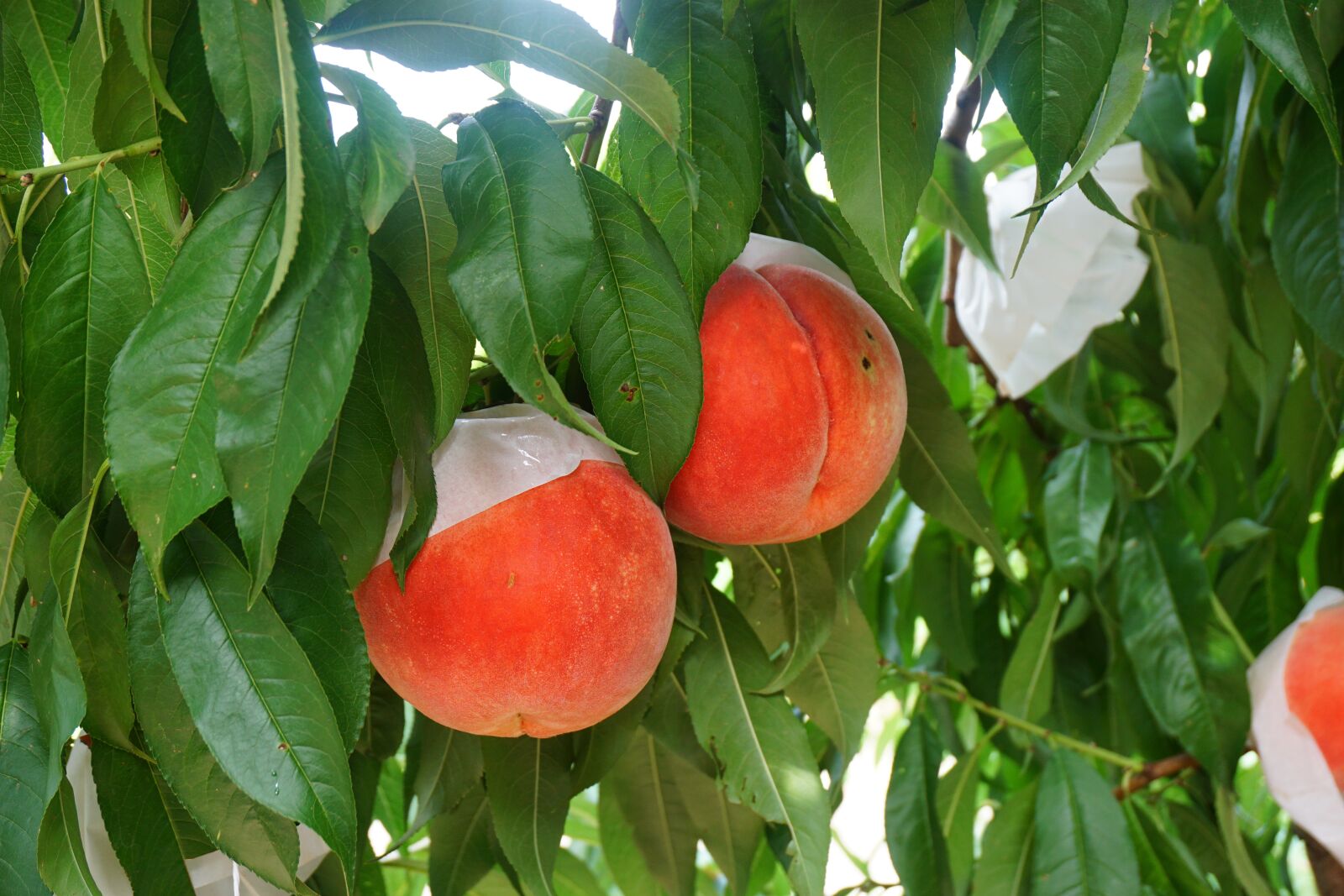 Sony a6000 sample photo. Peach, japan, fruit photography