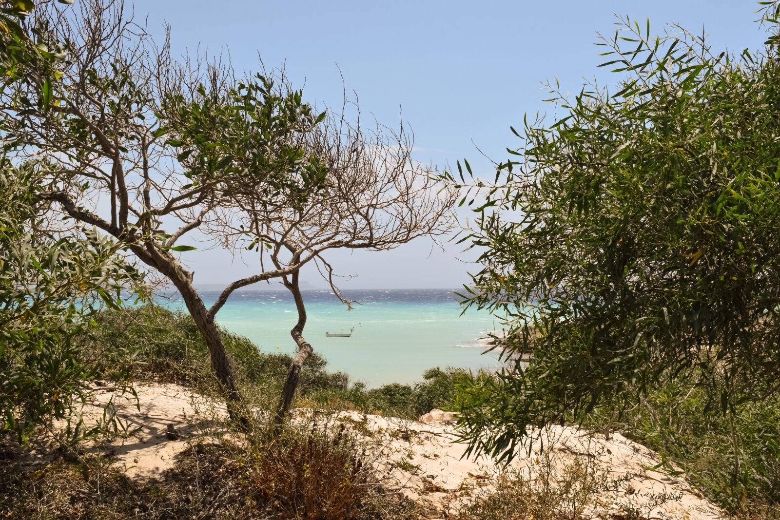 Nikon D3300 sample photo. Trees, dunes, landscape photography