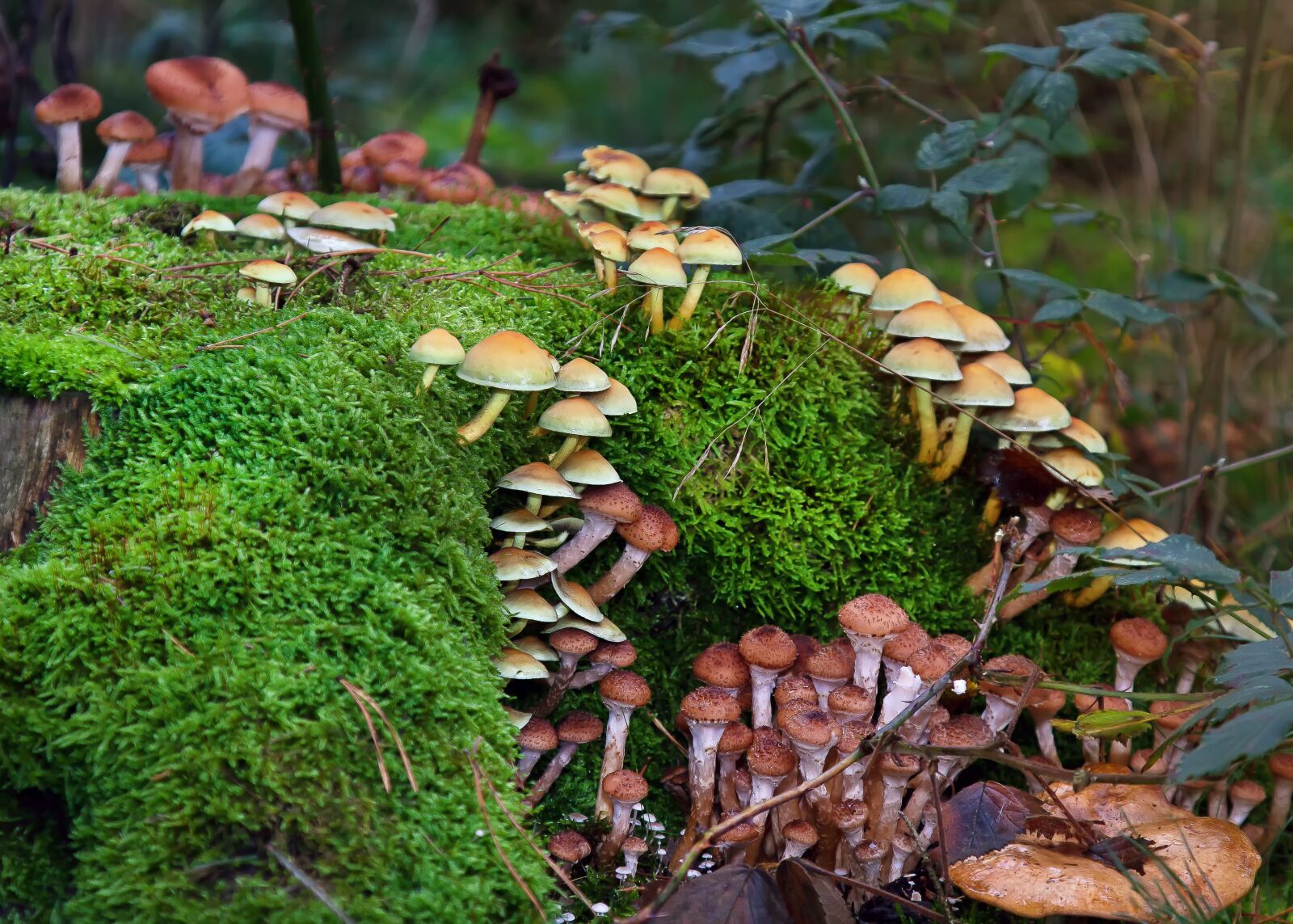 Canon EOS 50D + Canon EF 24-105mm F4L IS USM sample photo. Mushrooms, moss, forest photography