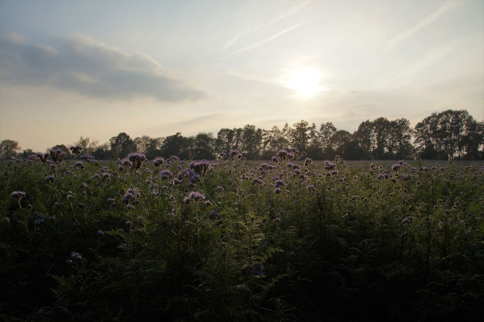 Sony SLT-A58 sample photo. Tansy, phacelia, medonosná photography