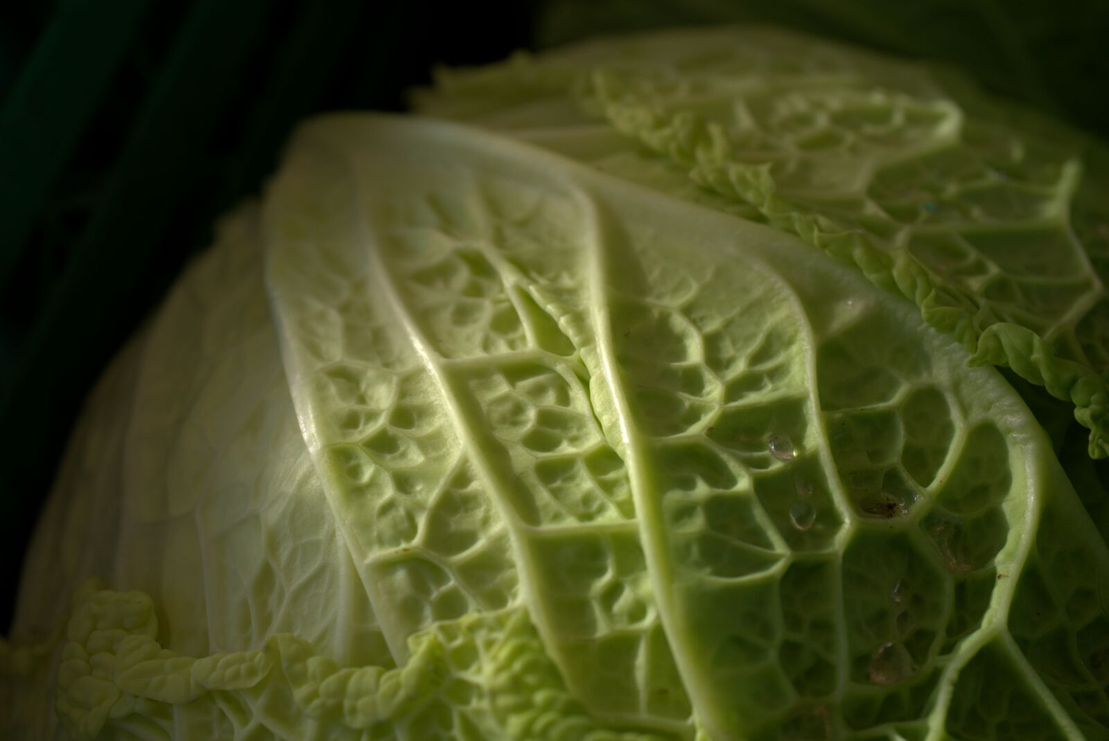 Sony FE 50mm F2.8 Macro sample photo. Savoy, vegetables, savoy cabbage photography