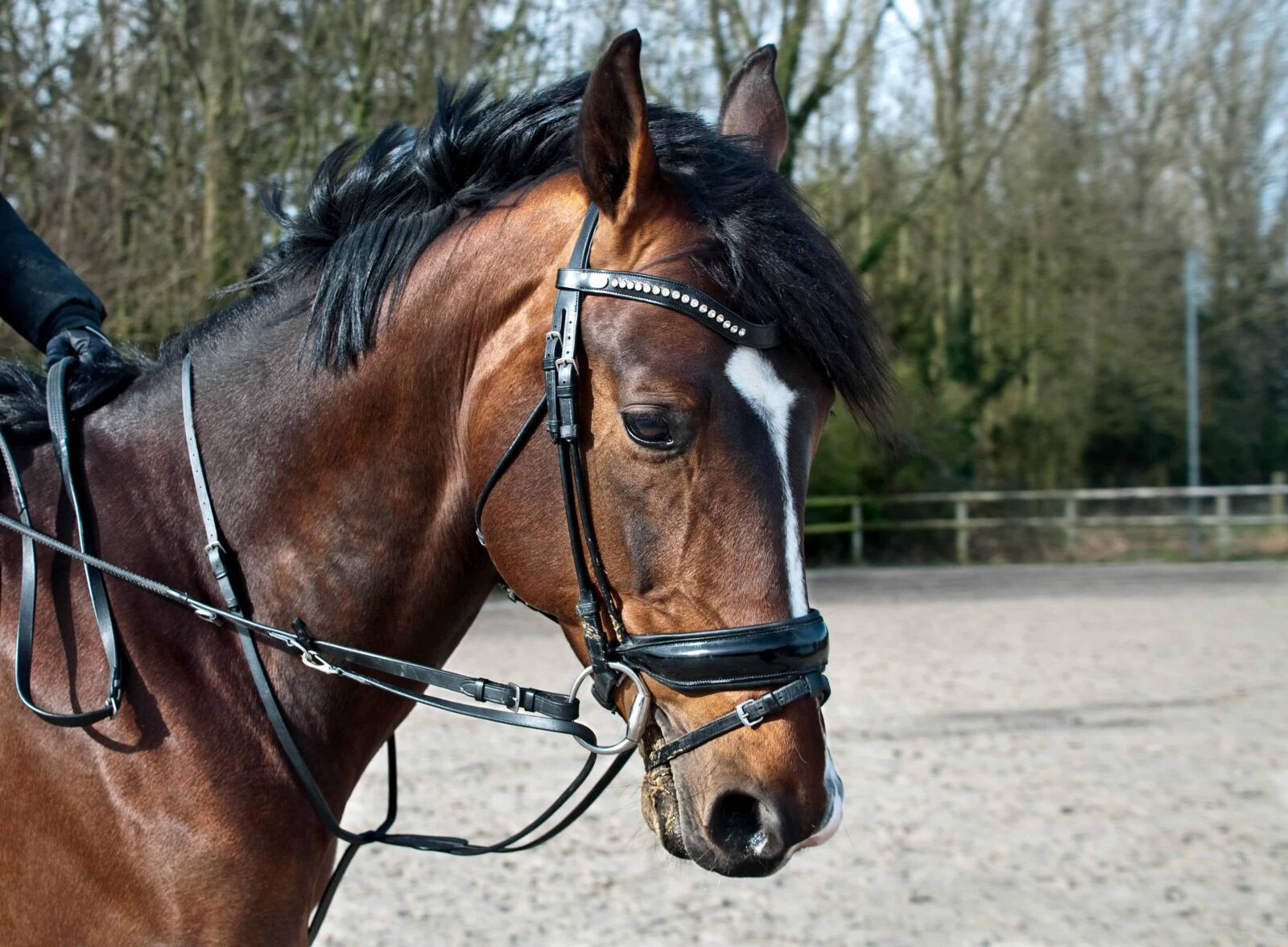 Nikon D300 sample photo. Horse, animal, brown, head photography