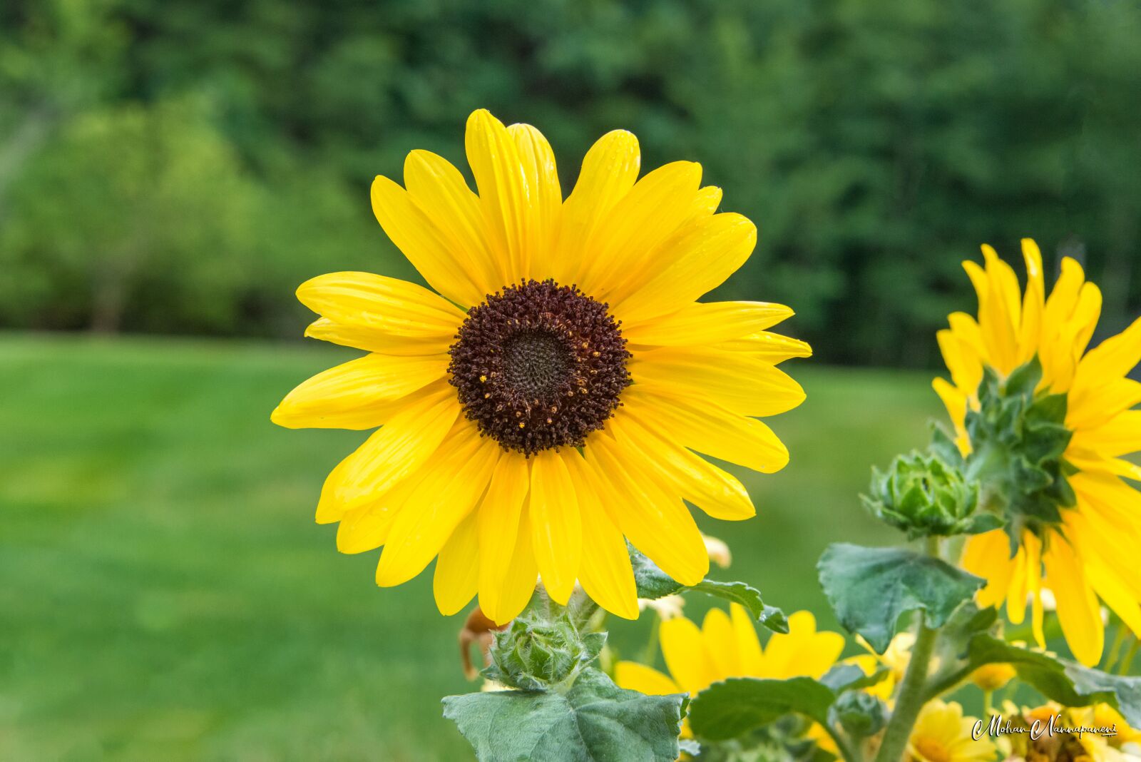 Nikon D800 sample photo. Sunflower, blooming, mohan photography
