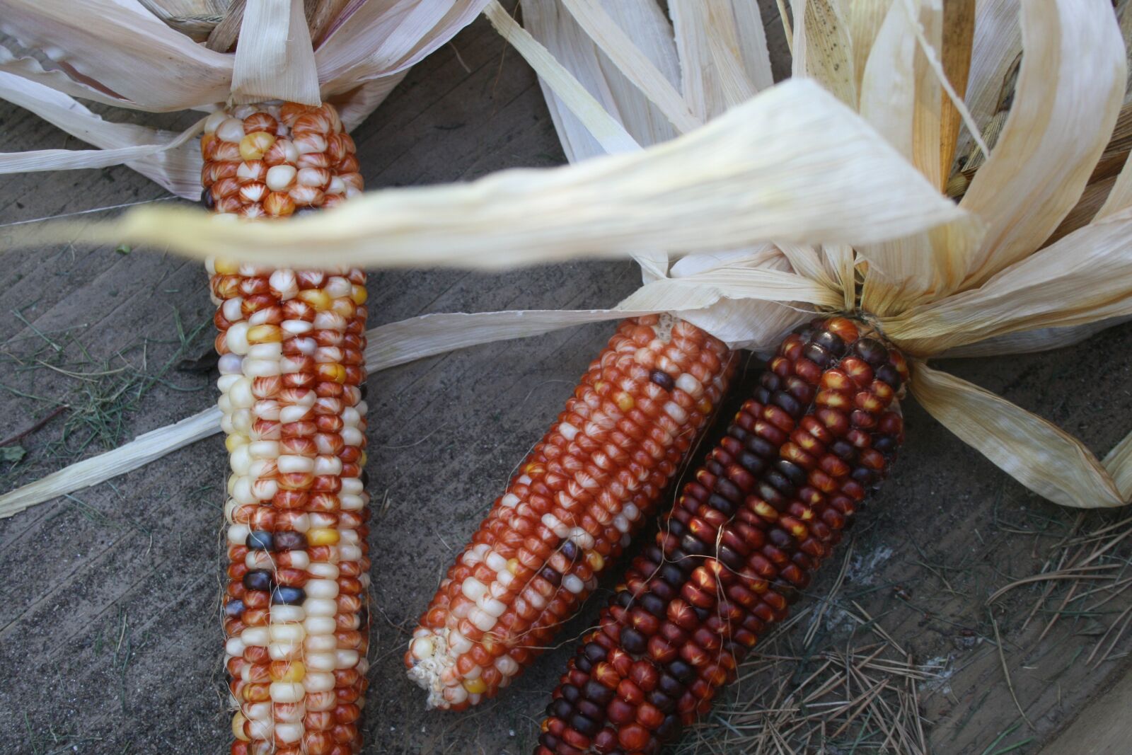 Canon EOS 400D (EOS Digital Rebel XTi / EOS Kiss Digital X) sample photo. Indian corn, fall, harvest photography