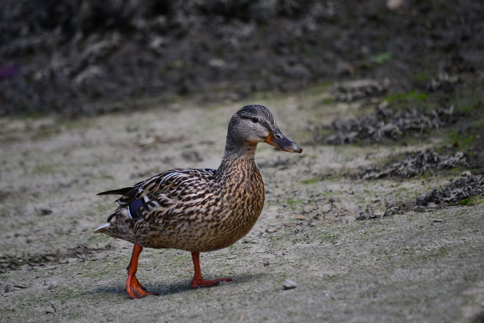 Nikon D3100 sample photo. Duck, colors, nature photography
