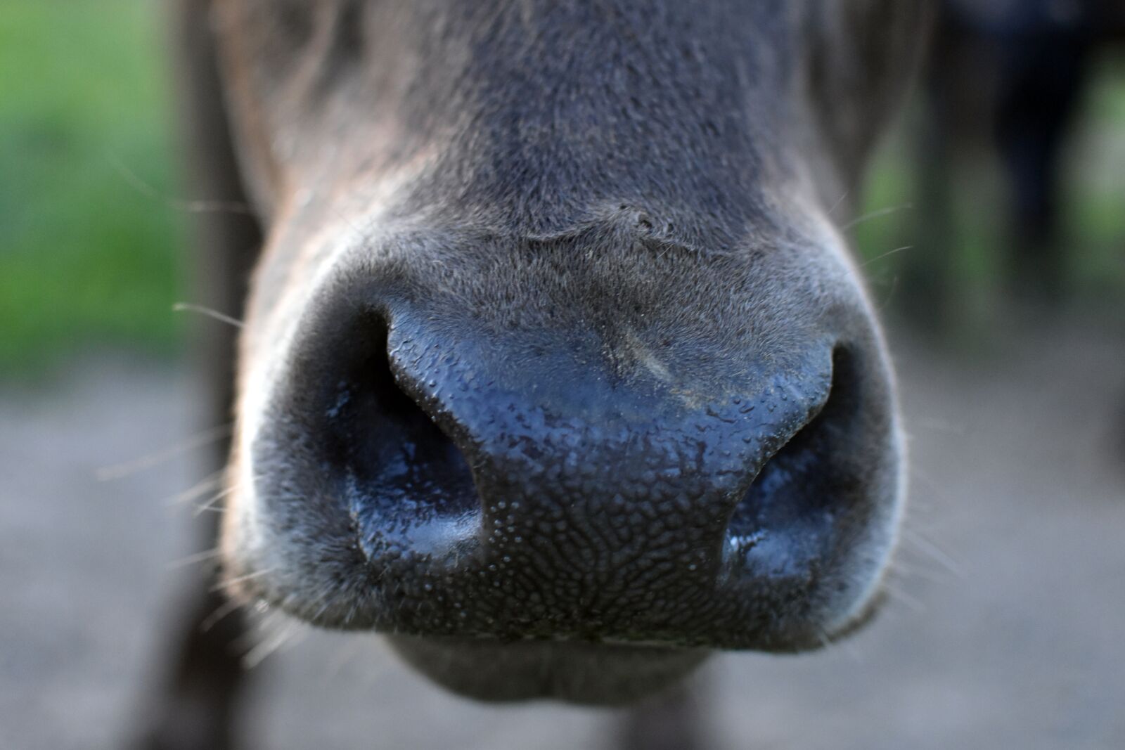 Nikon D3500 sample photo. German angus cattle, nose photography