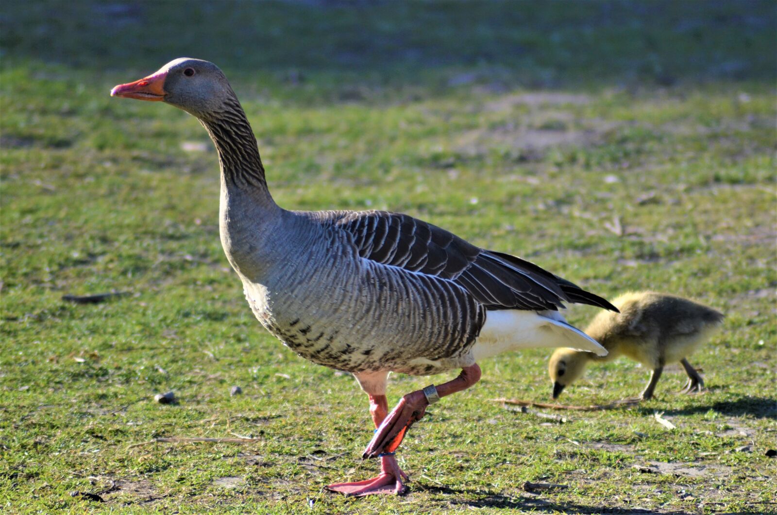 Nikon D5100 sample photo. Greylag goose, mother, chicks photography