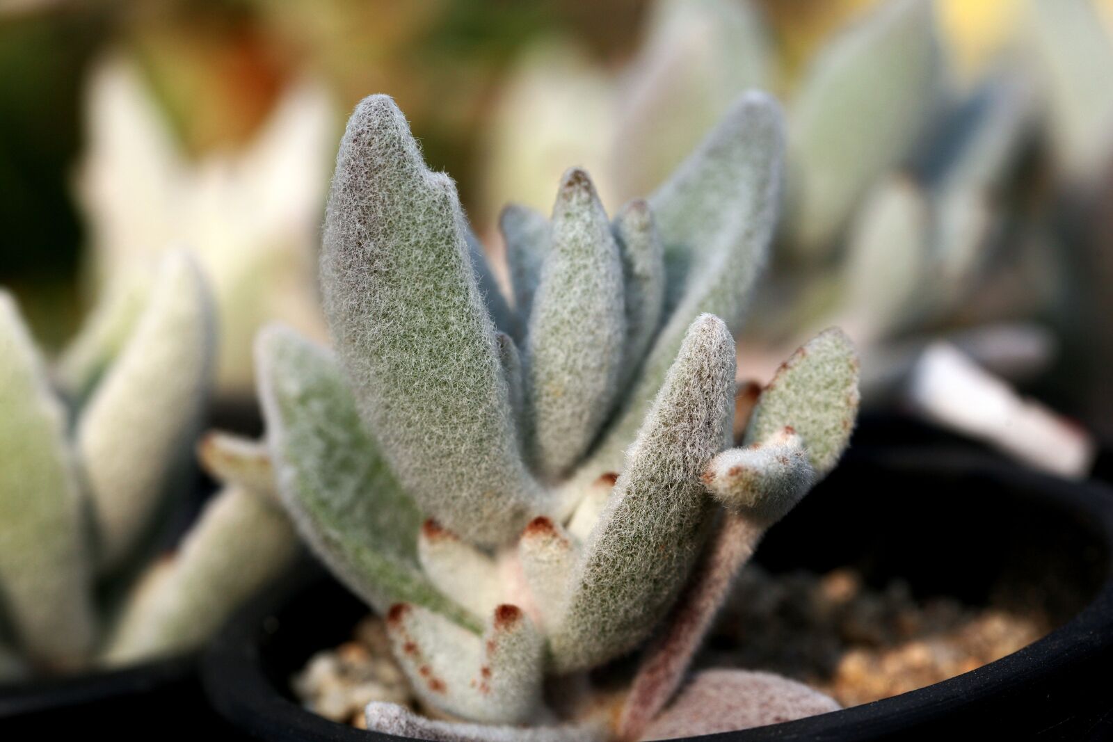 Canon EOS 5D sample photo. A fleshy plant, fleshy photography