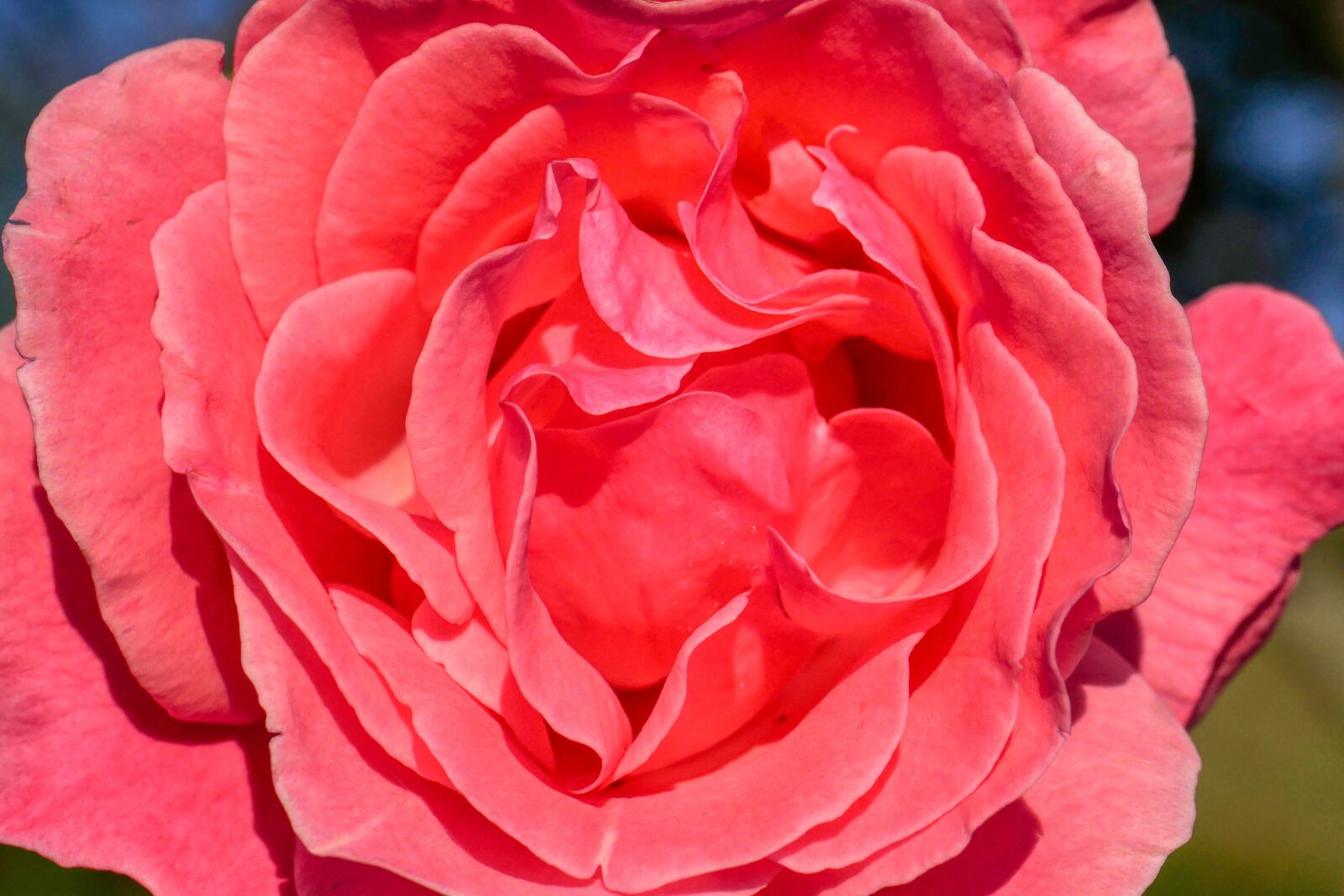 Panasonic Lumix DMC-GX8 sample photo. Rose, blossom, bloom photography