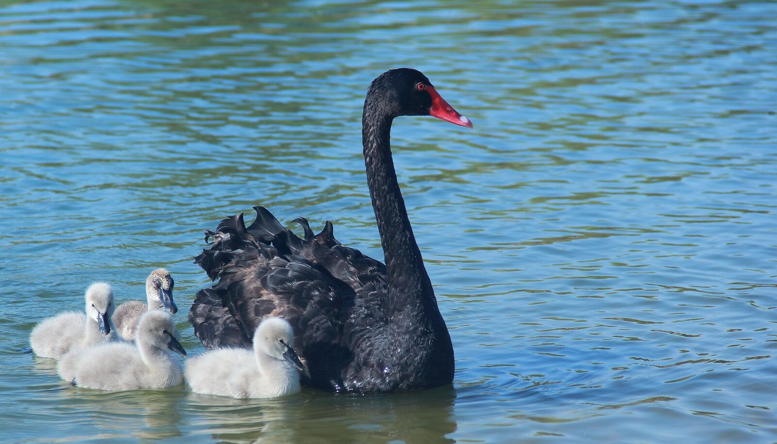 Canon EOS 60D sample photo. Water, swan, bird photography