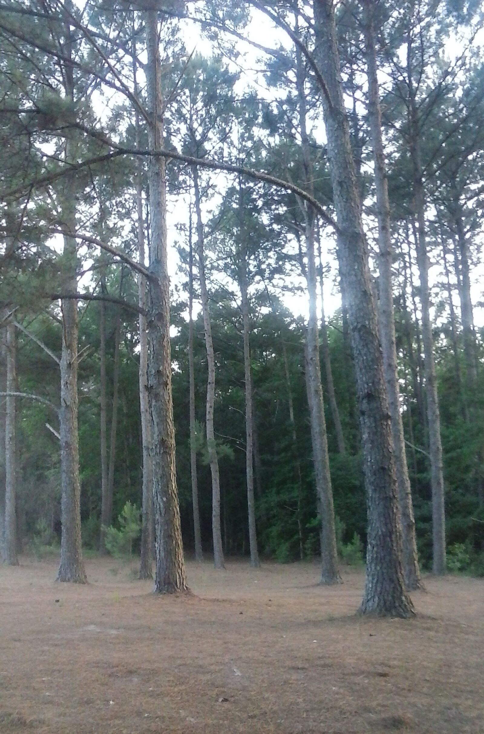 LG Optimus Fuel sample photo. Country, dark, eerie, forest photography