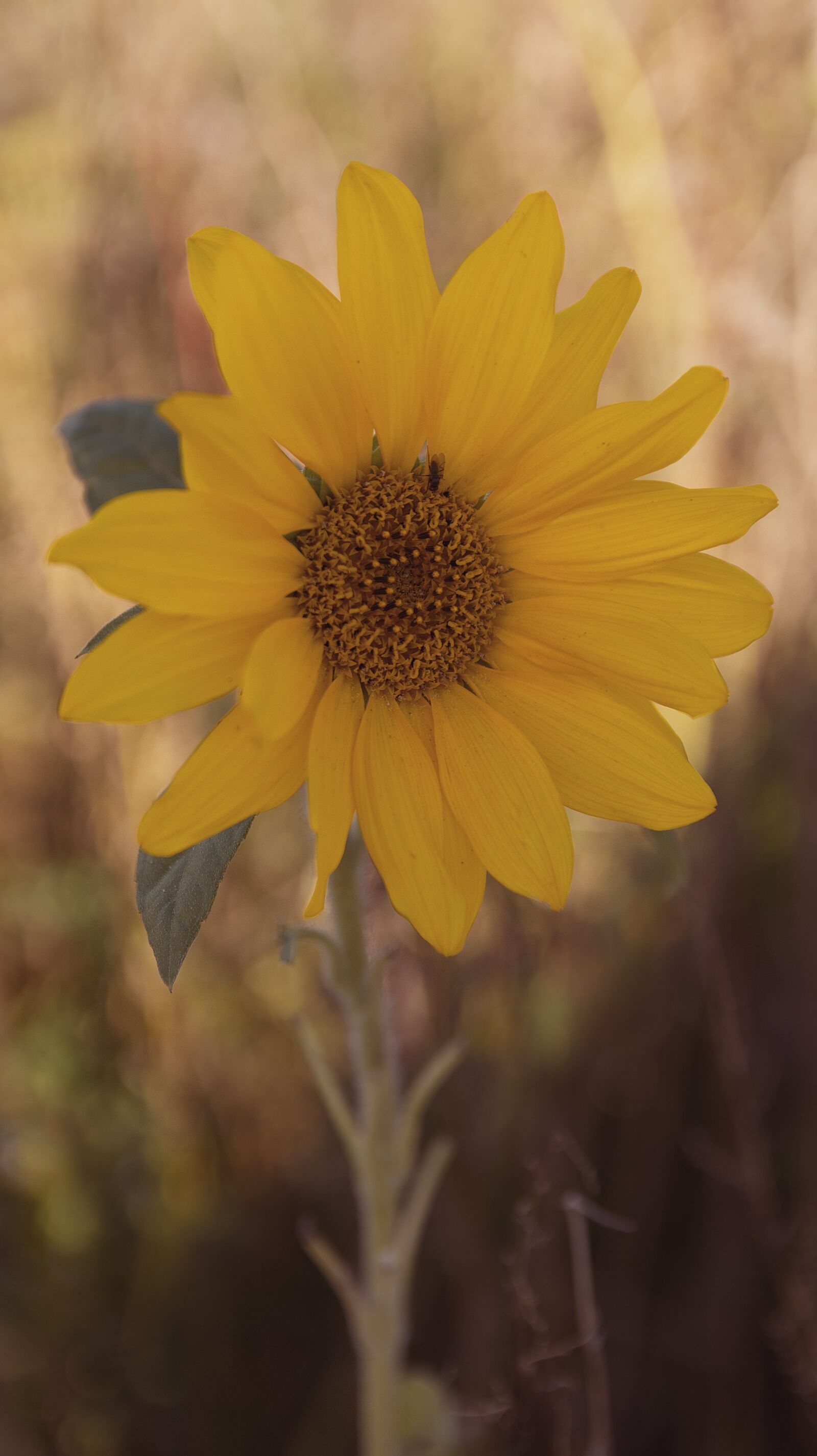 Canon EOS M50 (EOS Kiss M) sample photo. Sunflower, field, autumn photography