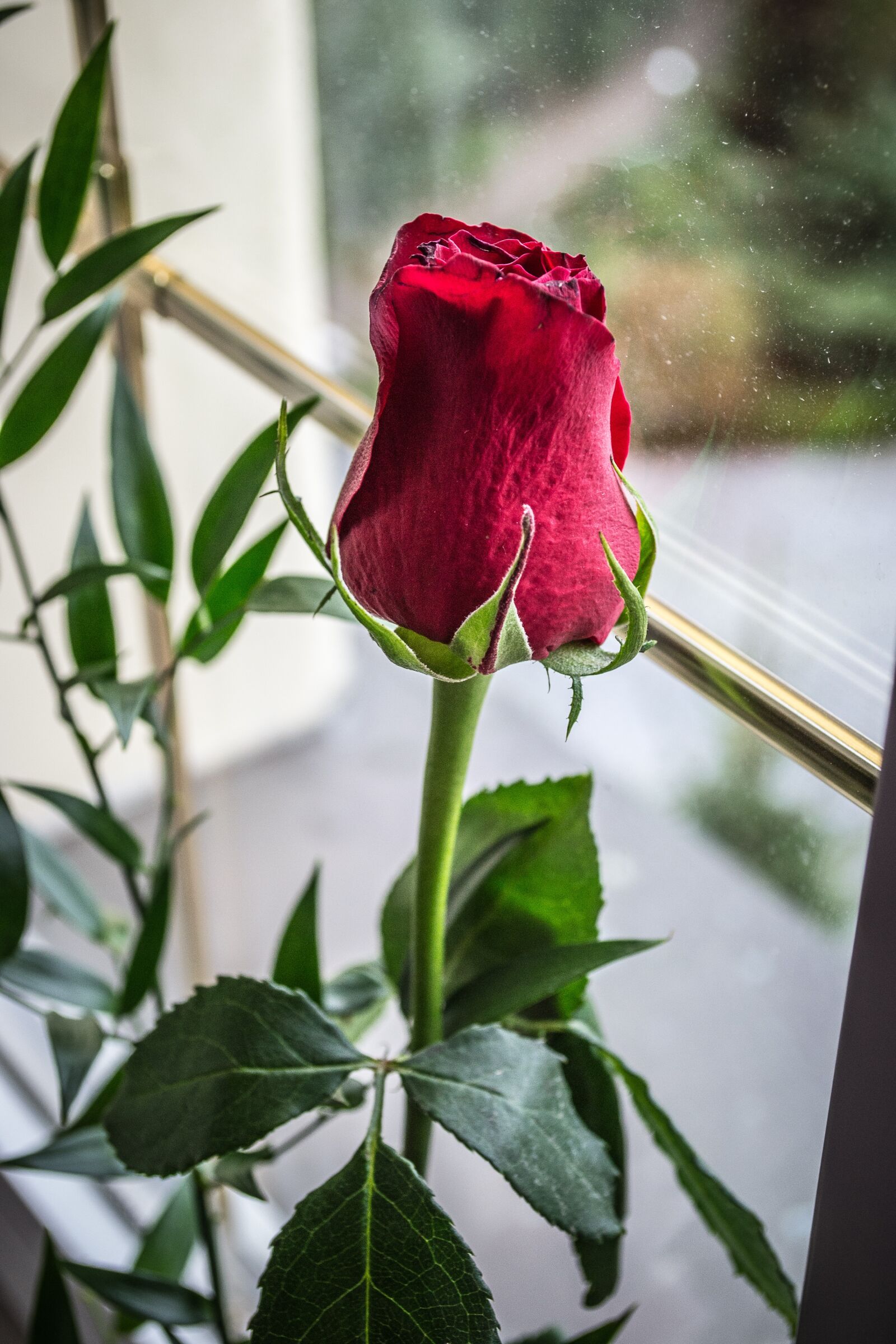 Nikon D3100 sample photo. Rose, bud, flower photography
