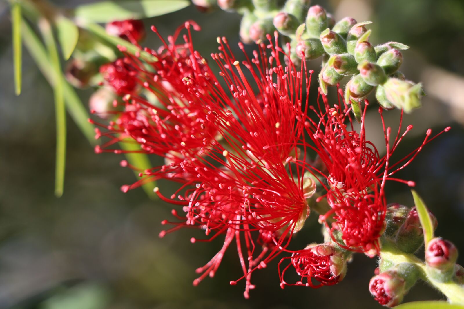 Canon EOS 760D (EOS Rebel T6s / EOS 8000D) sample photo. Flower, red, nature photography