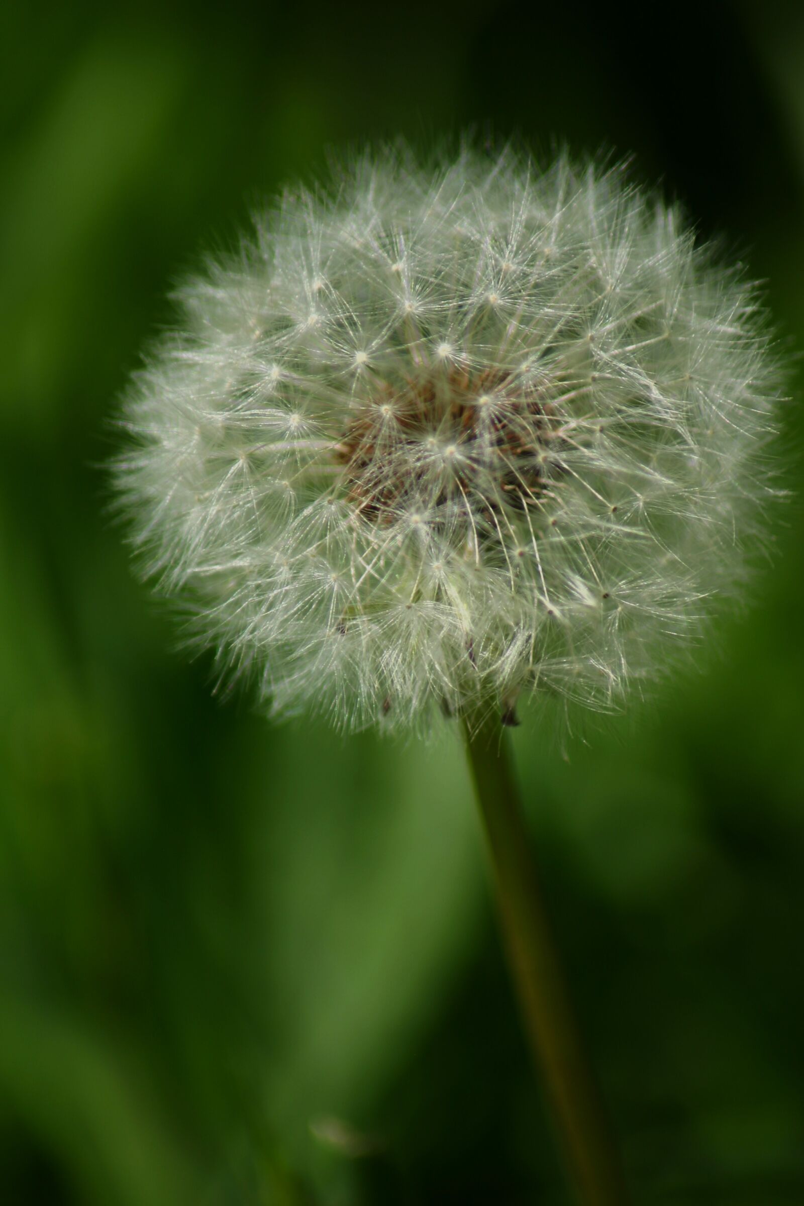 Canon EOS 300D (EOS Digital Rebel / EOS Kiss Digital) sample photo. Flower, dandelion, spring photography