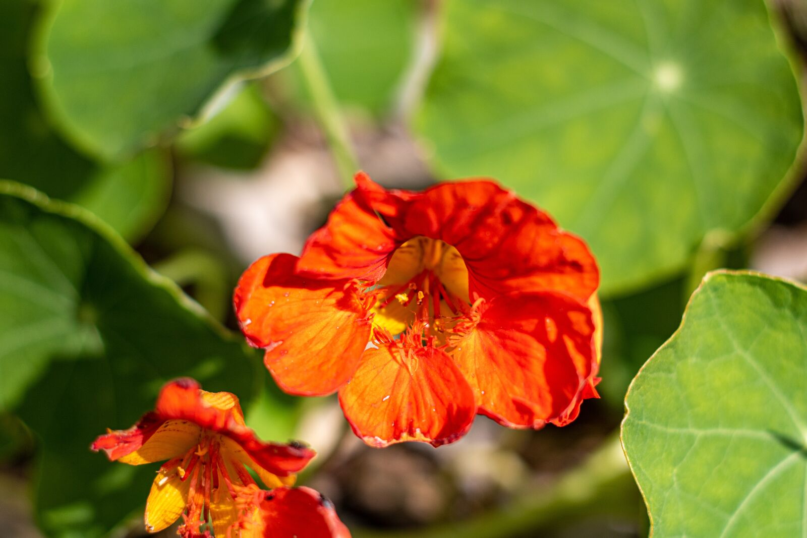 YN50mm f/1.8 II sample photo. Tropaeolum majus, orange, leaves photography