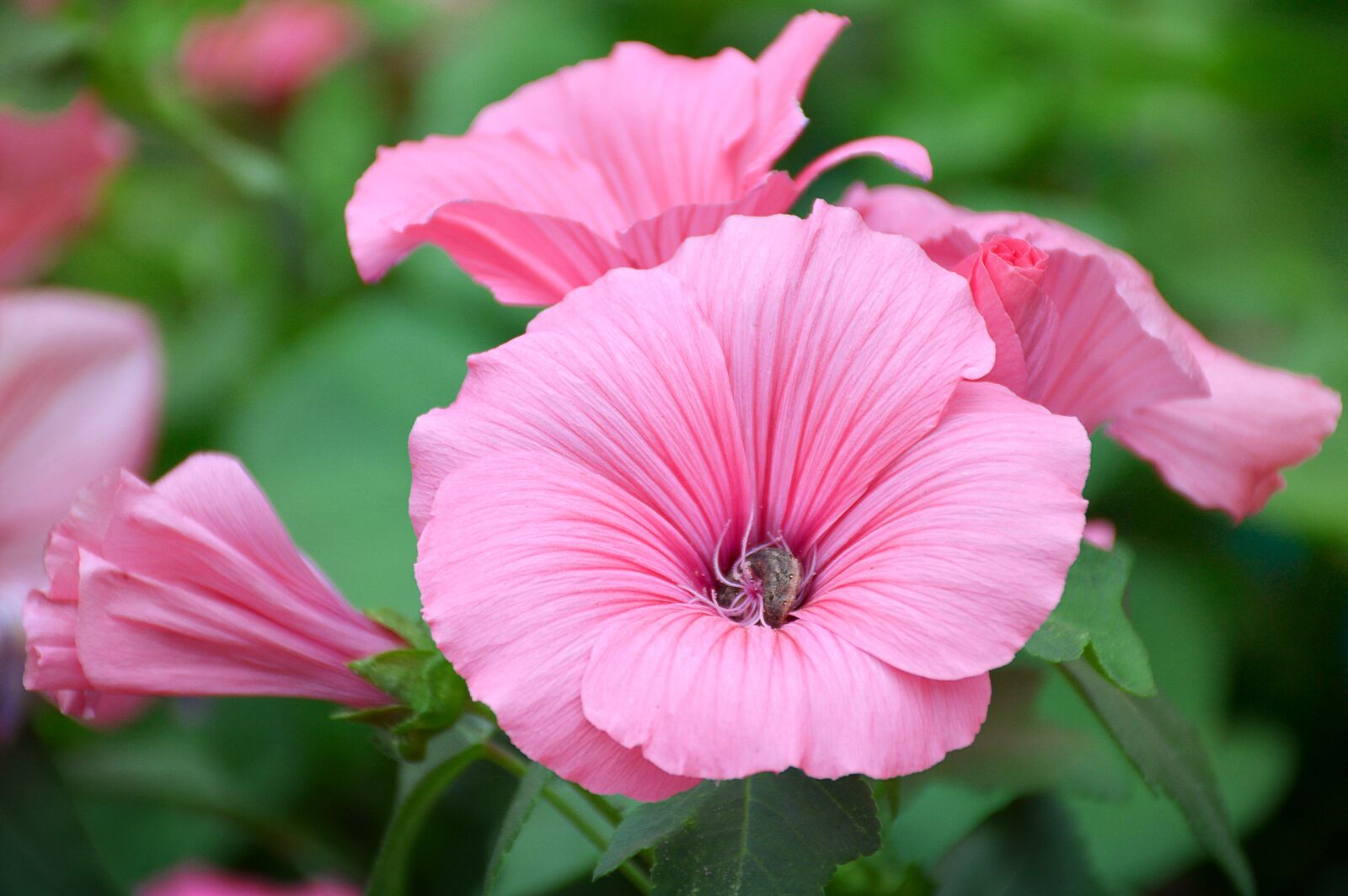 Nikon D3200 sample photo. Lavatera, flower, pink photography