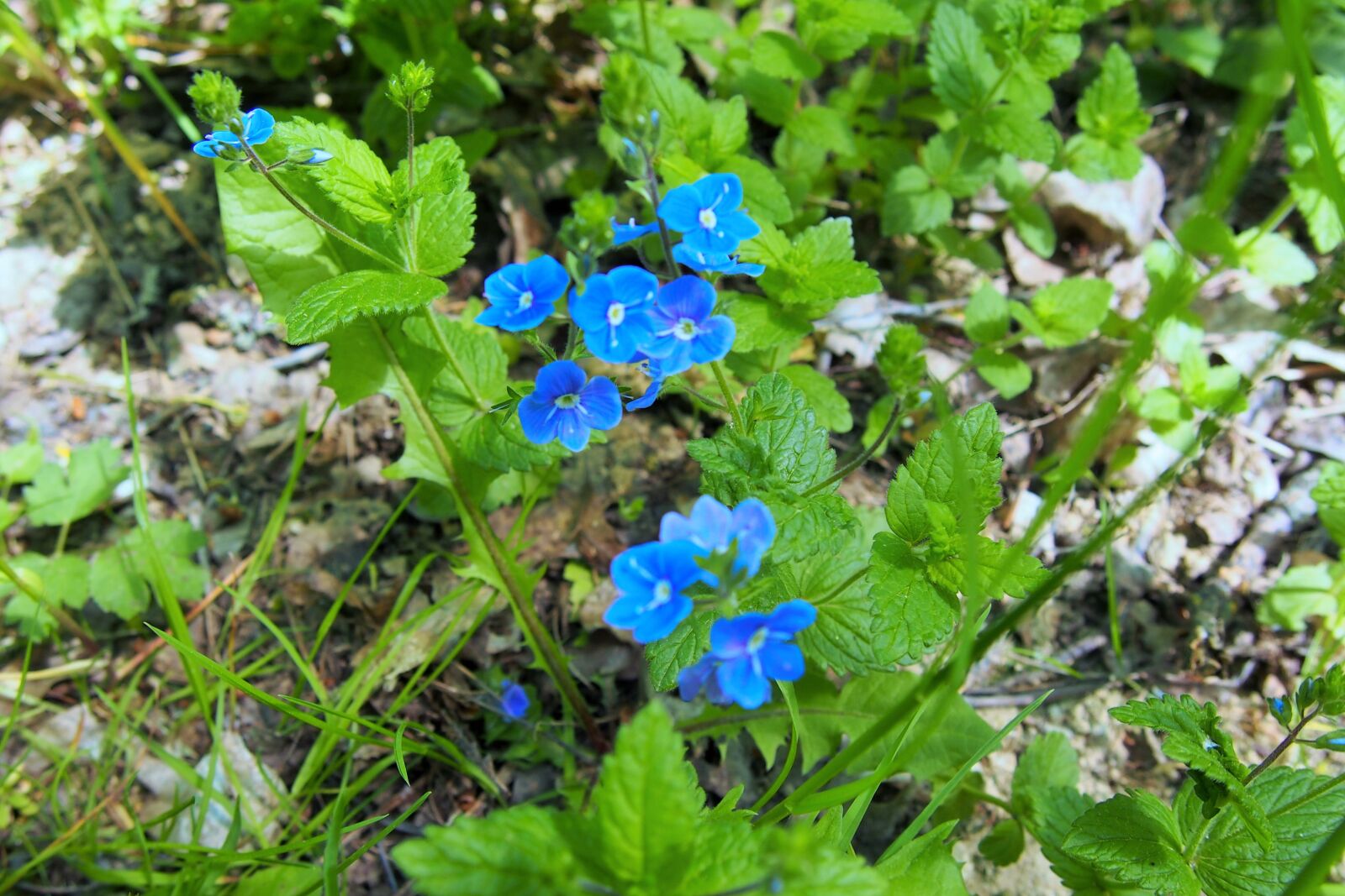 Olympus PEN E-PL6 sample photo. Flower, slovakia, nature photography