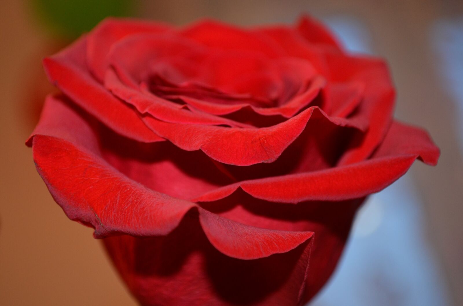 Nikon D5100 sample photo. Rose, flower, macro photography