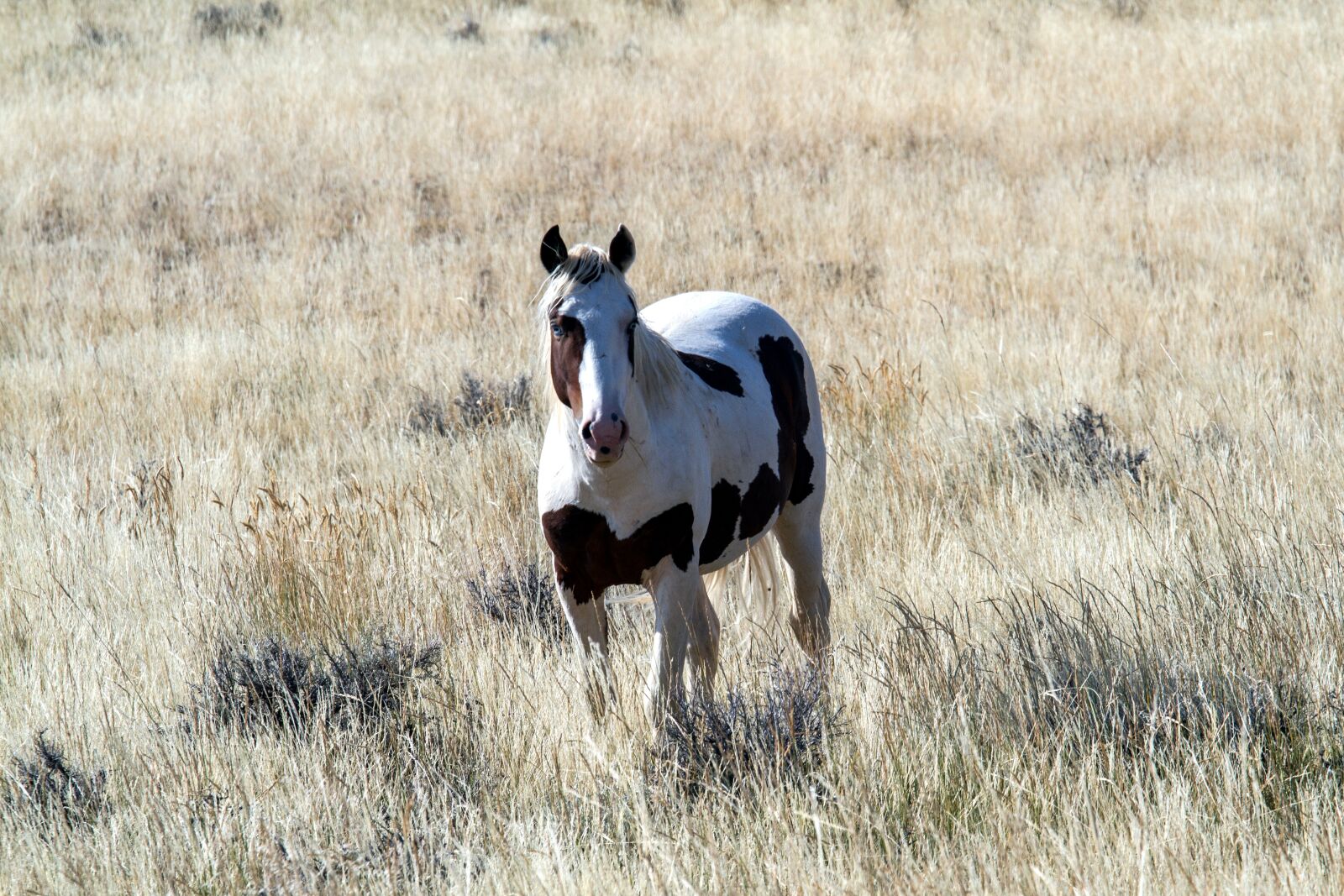 Canon EOS 7D sample photo. Horses, wild horses, mustangs photography