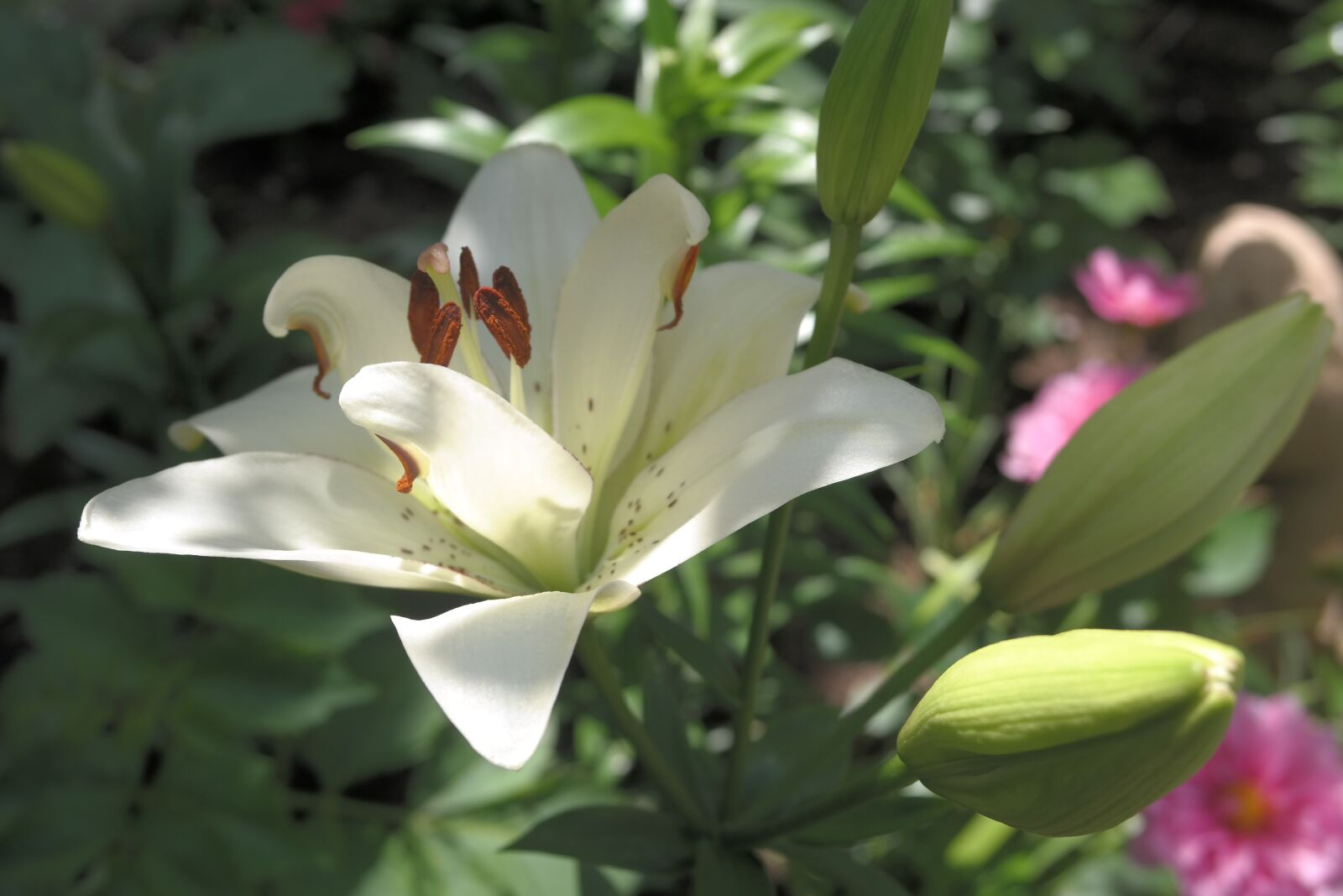 Samsung NX300 sample photo. Garden, lily, aroma photography