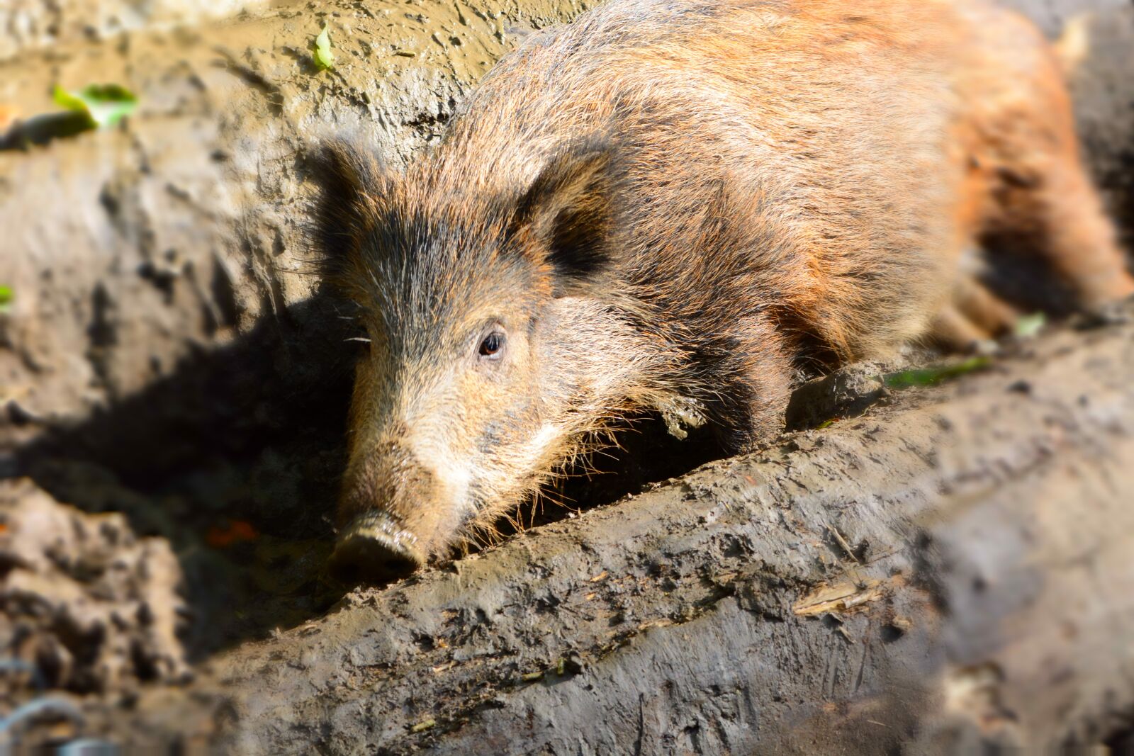 Nikon D5200 sample photo. Boar, wild, nature photography