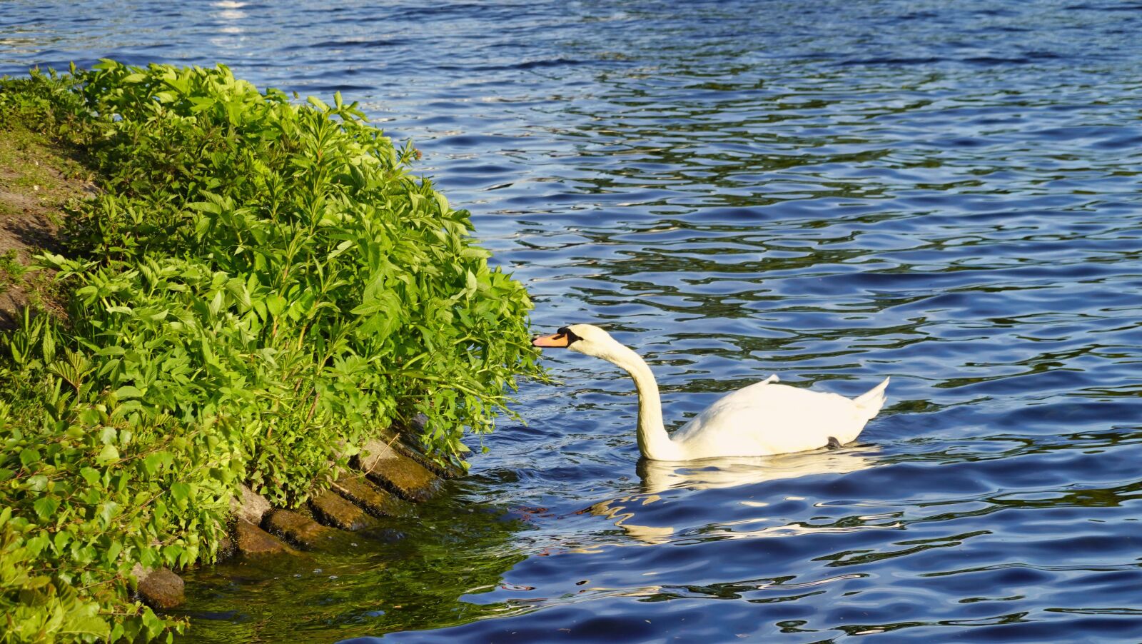 Sony DSC-RX100M7 sample photo. Swan, alster swan, outer photography
