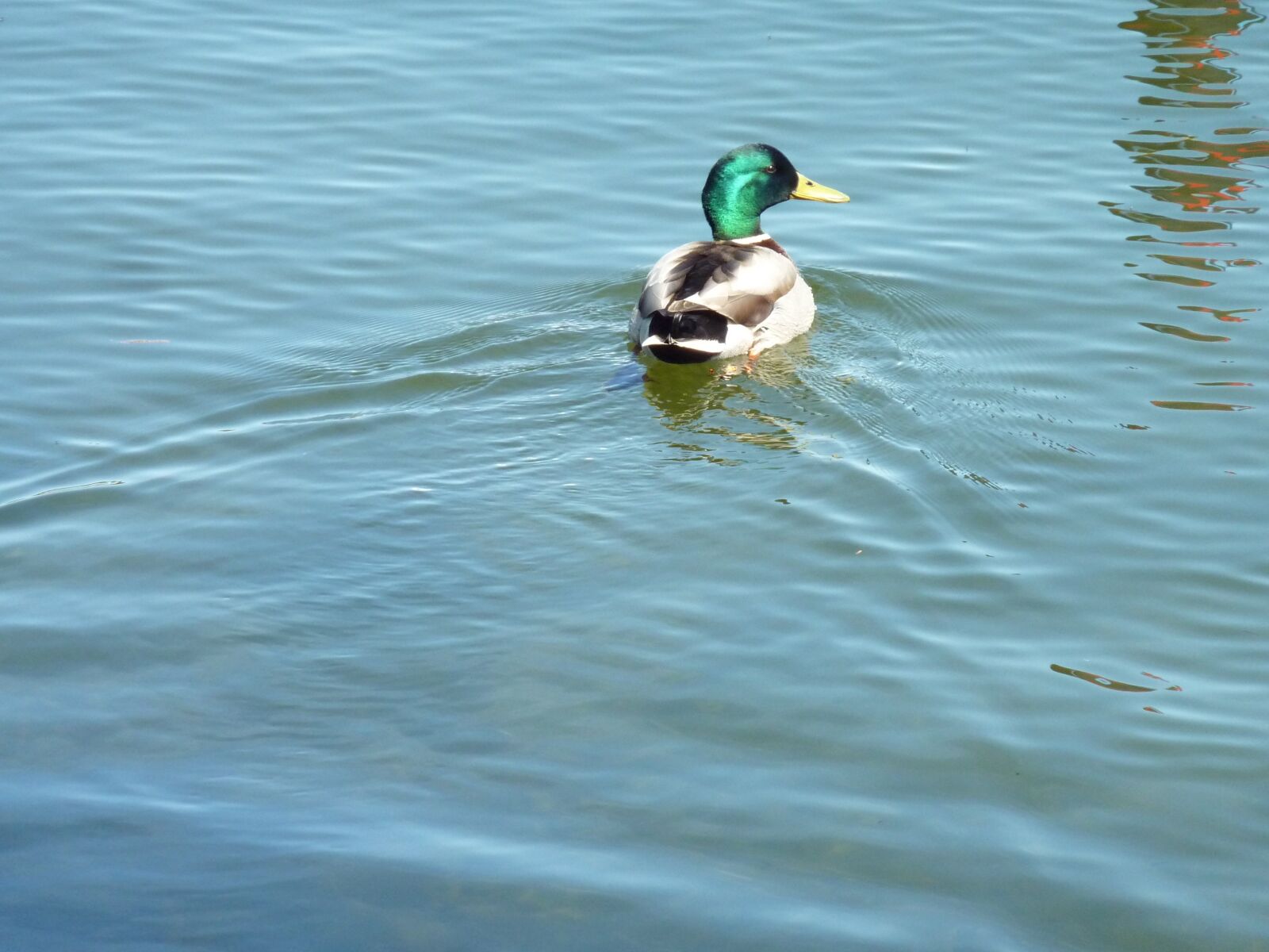 Panasonic DMC-TZ7 sample photo. Duck, mallard, water bird photography