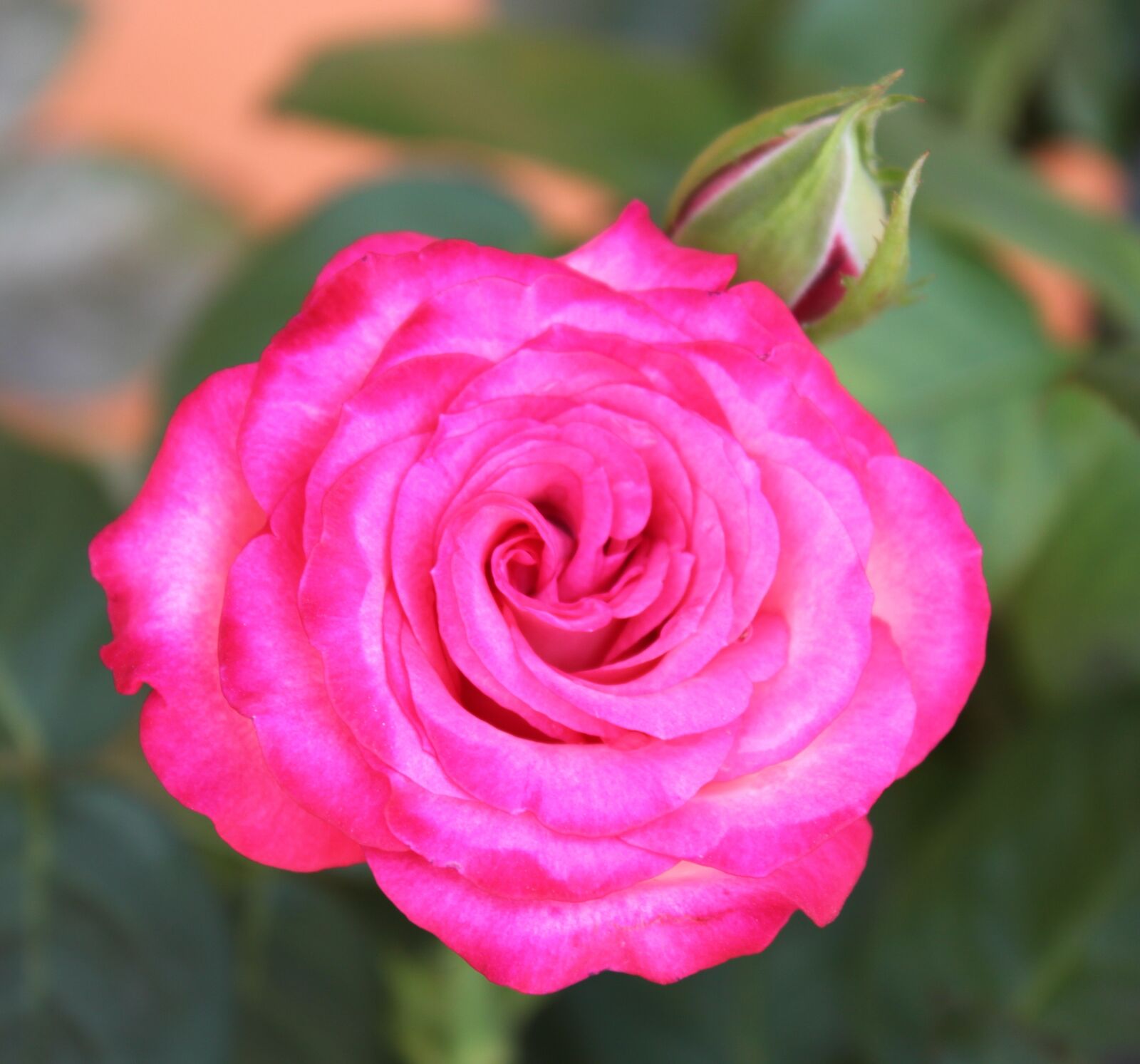 Canon EOS 500D (EOS Rebel T1i / EOS Kiss X3) sample photo. Rosa, flower, petal photography