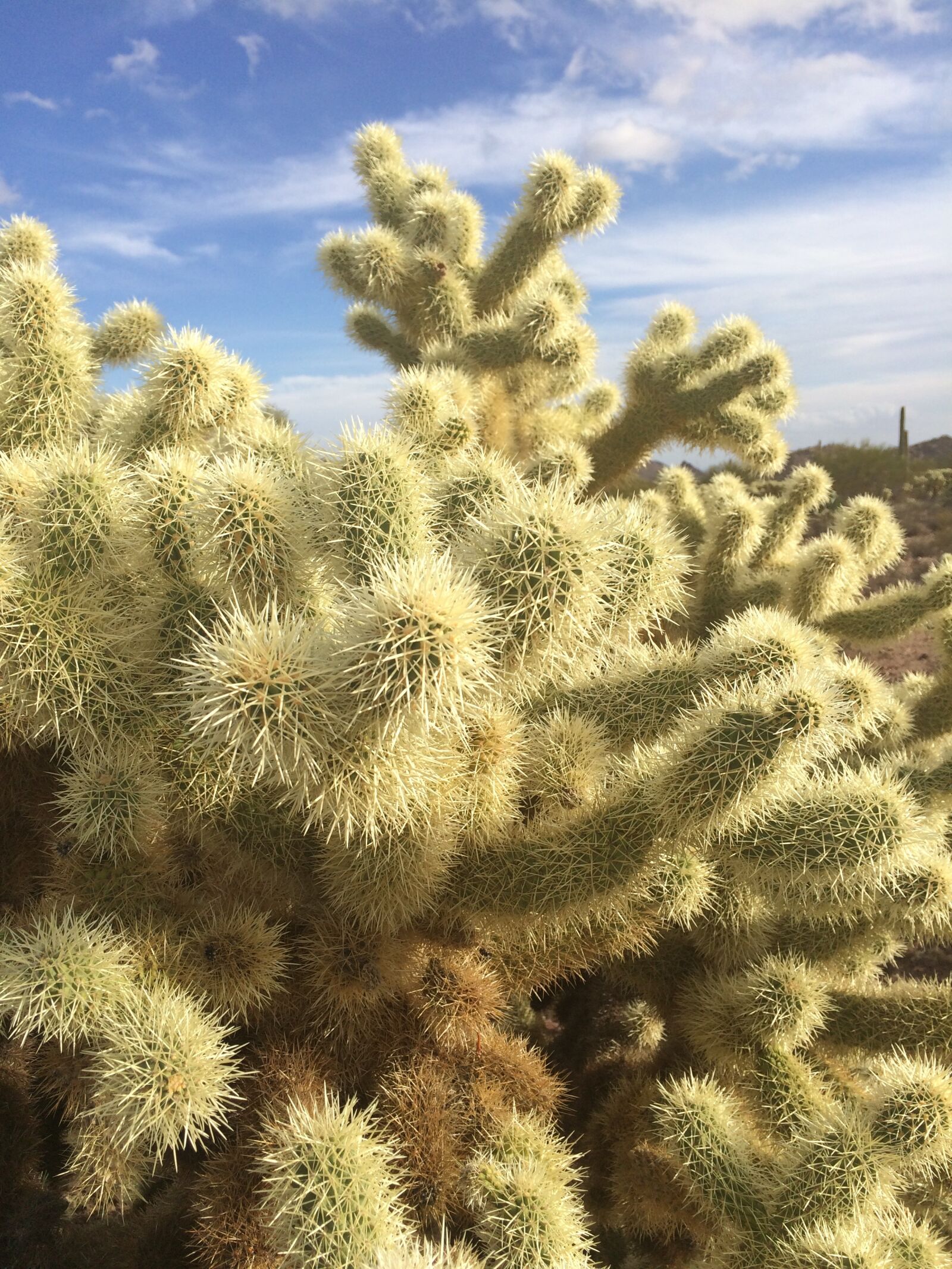 iPhone 5s back camera 4.15mm f/2.2 sample photo. Cholla, teddybear cactus, teddybear photography
