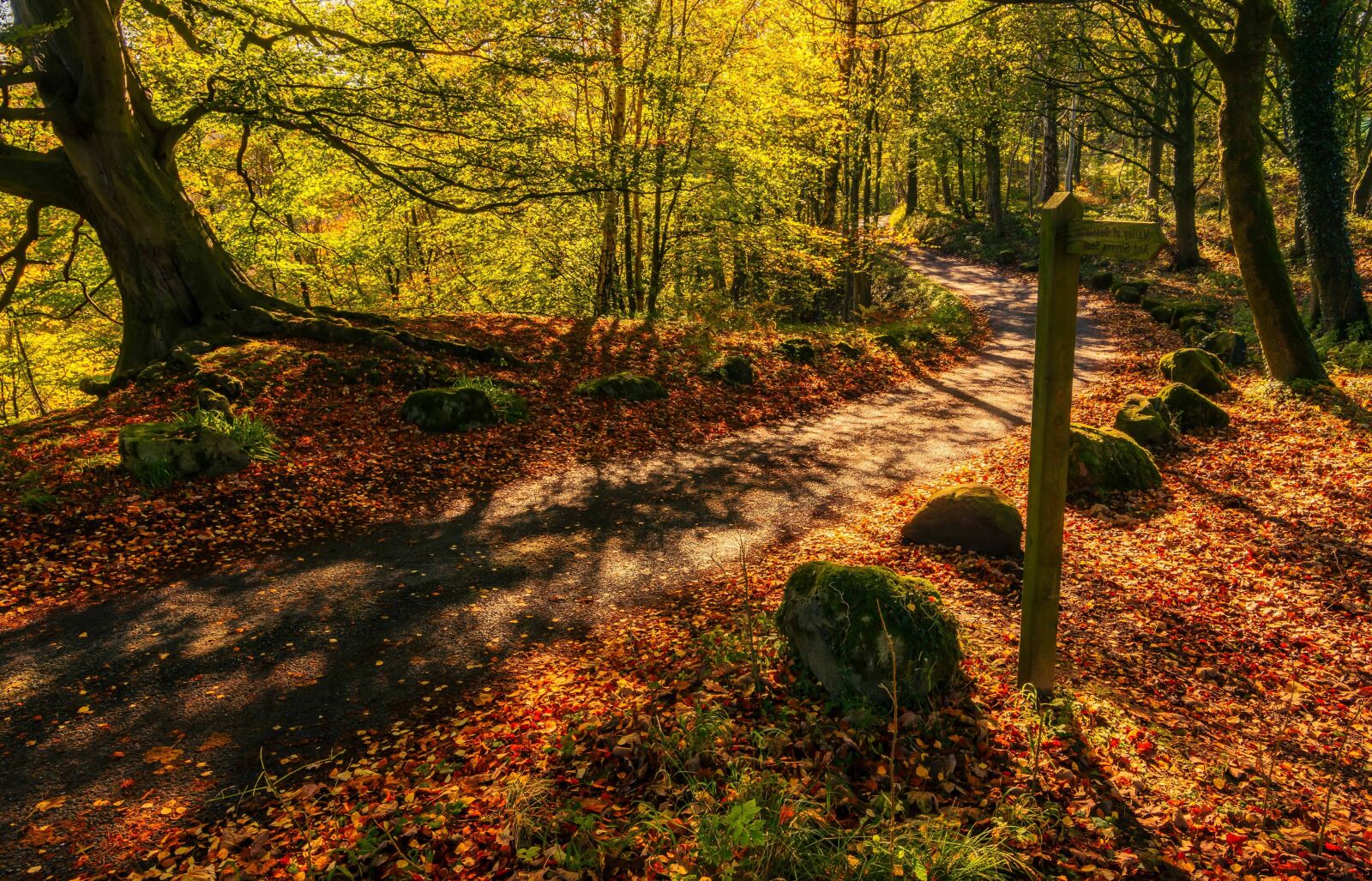 Nikon D7100 sample photo. Nature, tree, wood, leaf photography