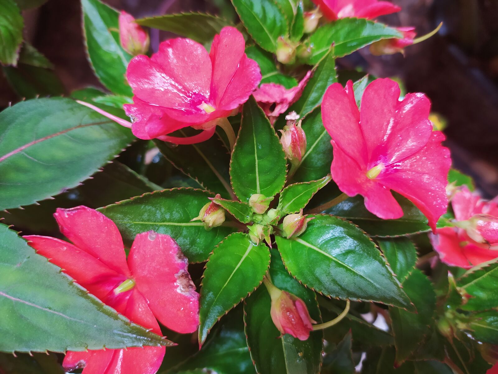 Xiaomi Redmi Note 8 sample photo. Flower, rosa, garden photography