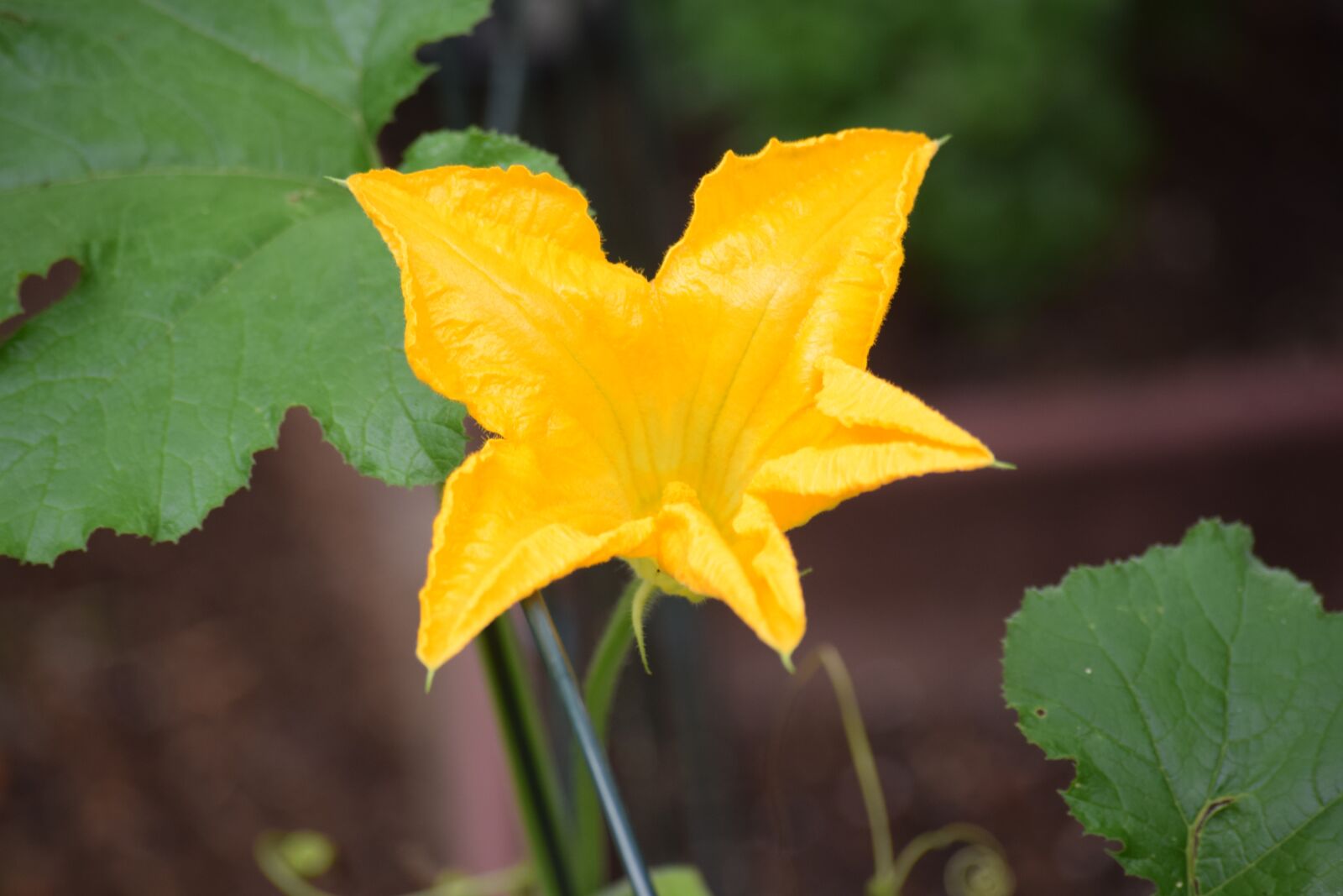Nikon D3300 sample photo. Flower, bloom, blossom photography