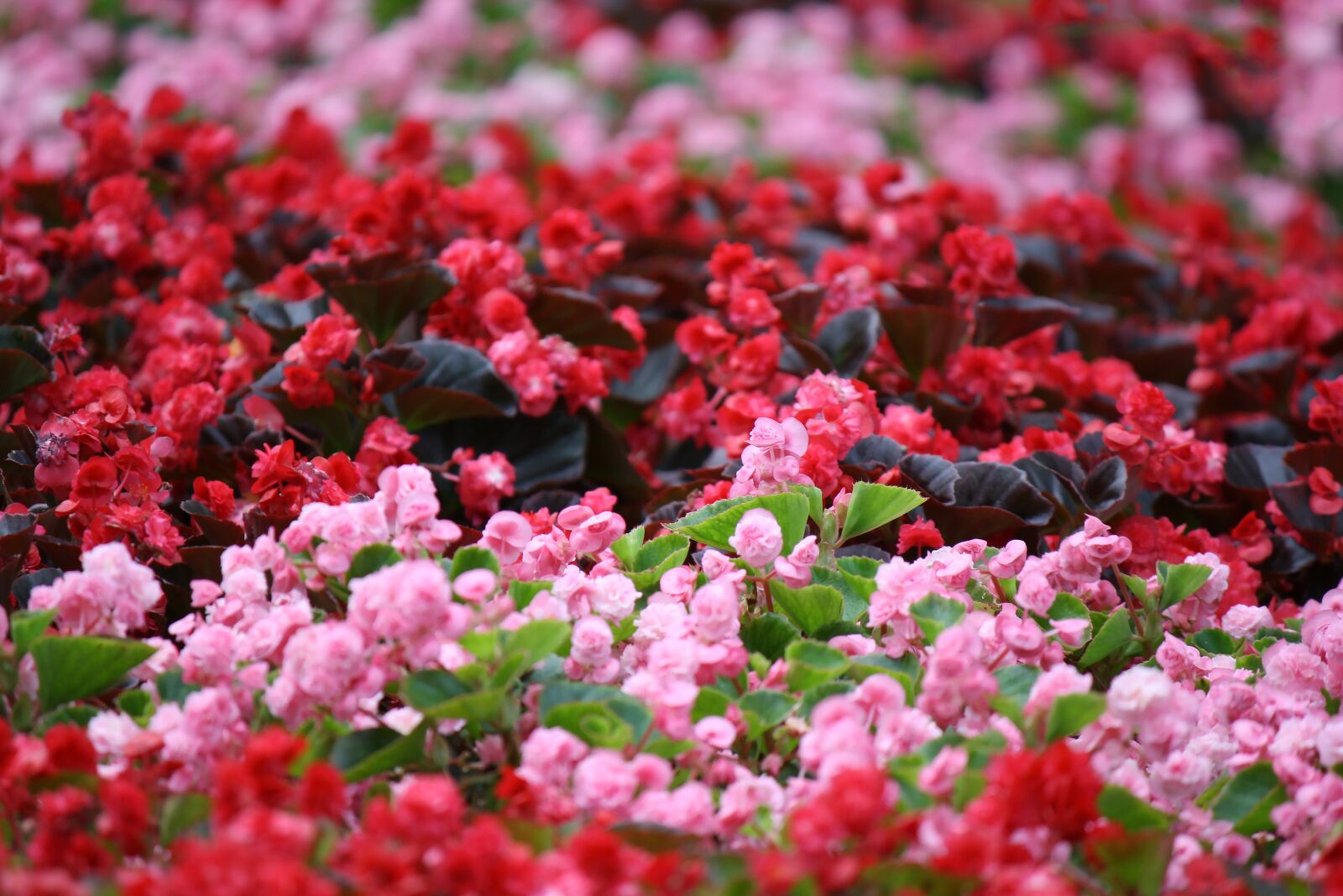 Canon EOS 1000D (EOS Digital Rebel XS / EOS Kiss F) sample photo. Flowers, flower bed, garden photography