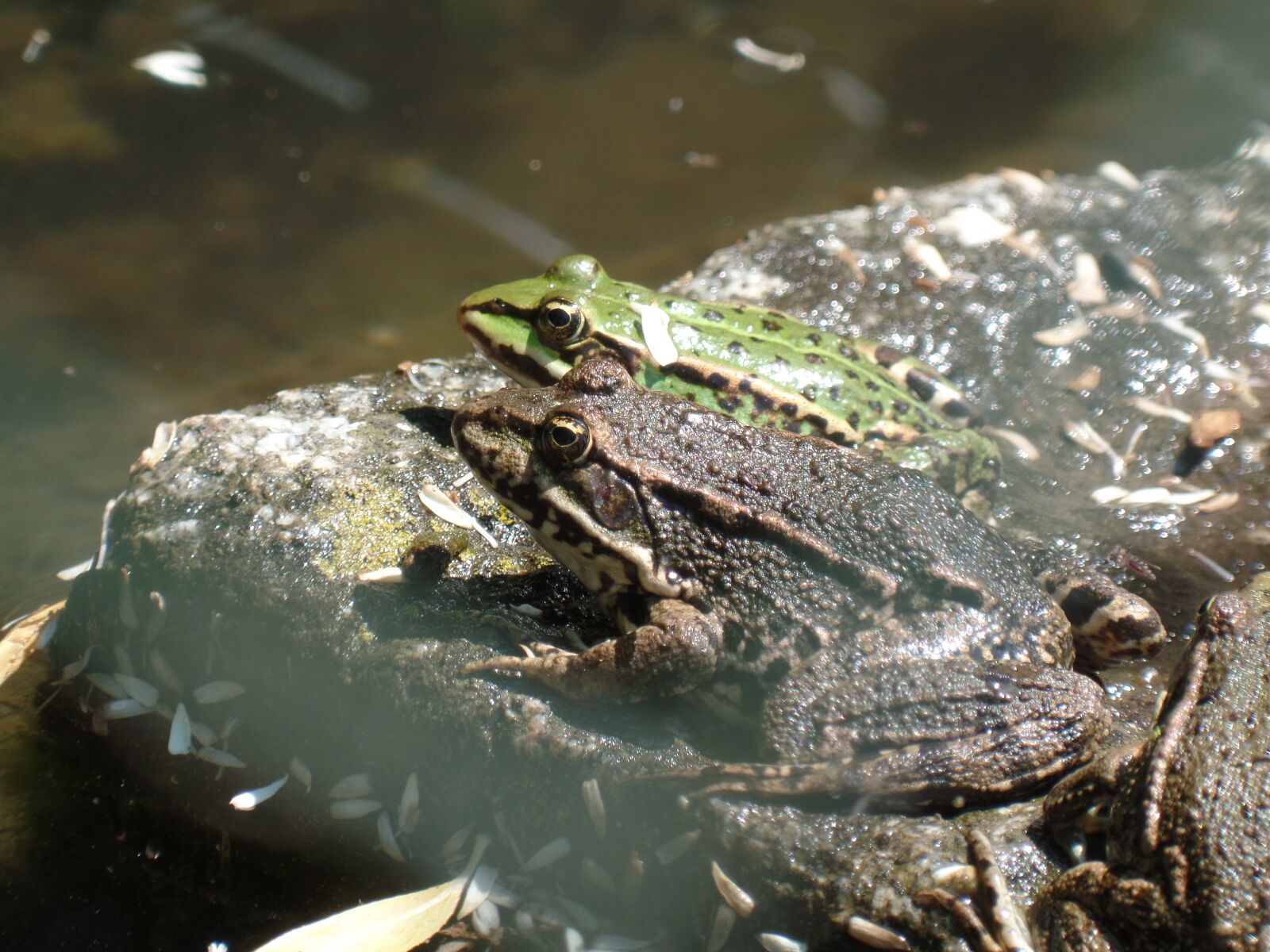 Samsung WB350F/WB351F/WB352F sample photo. Frog, water, pond photography